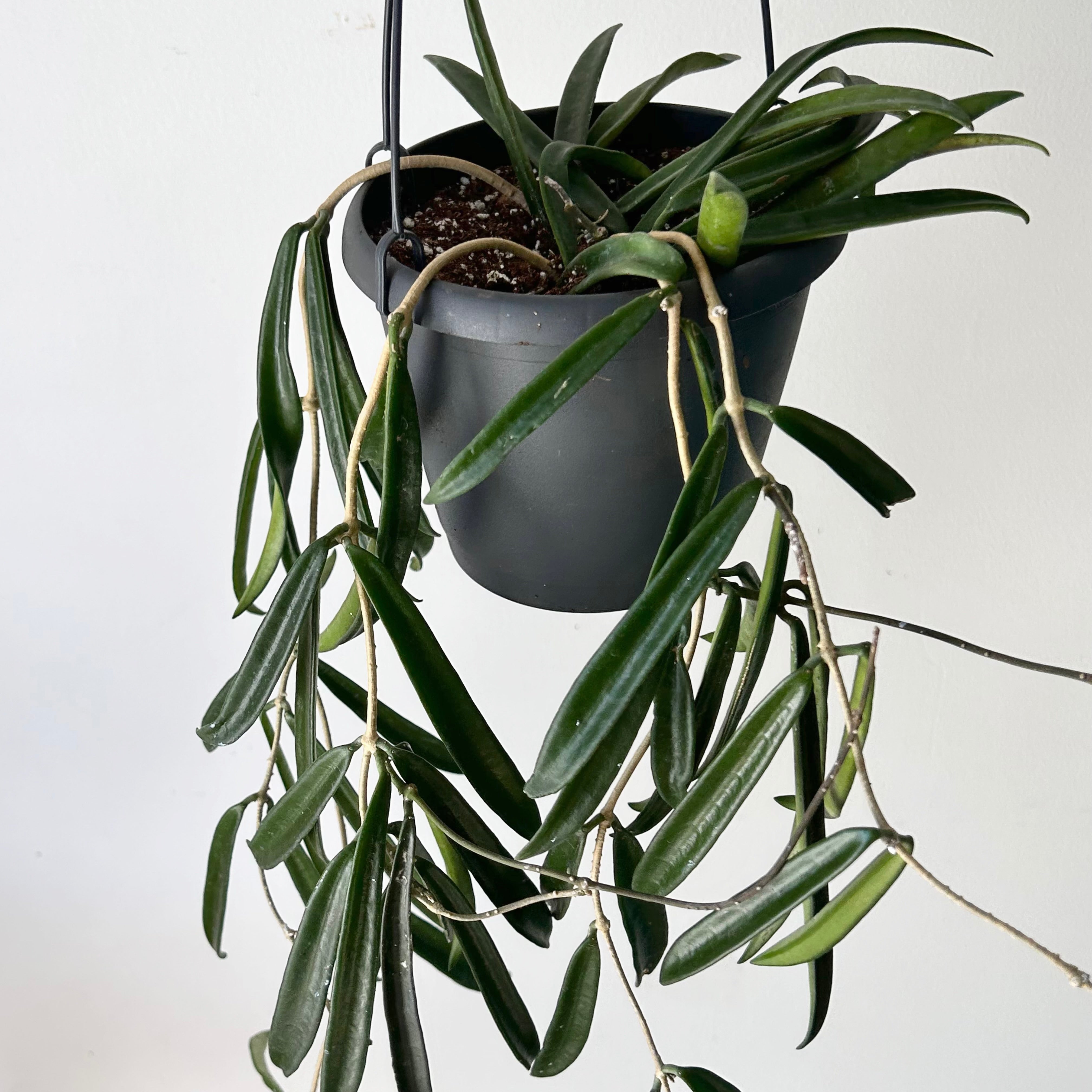 Hoya shepherdii 5”hanging basket