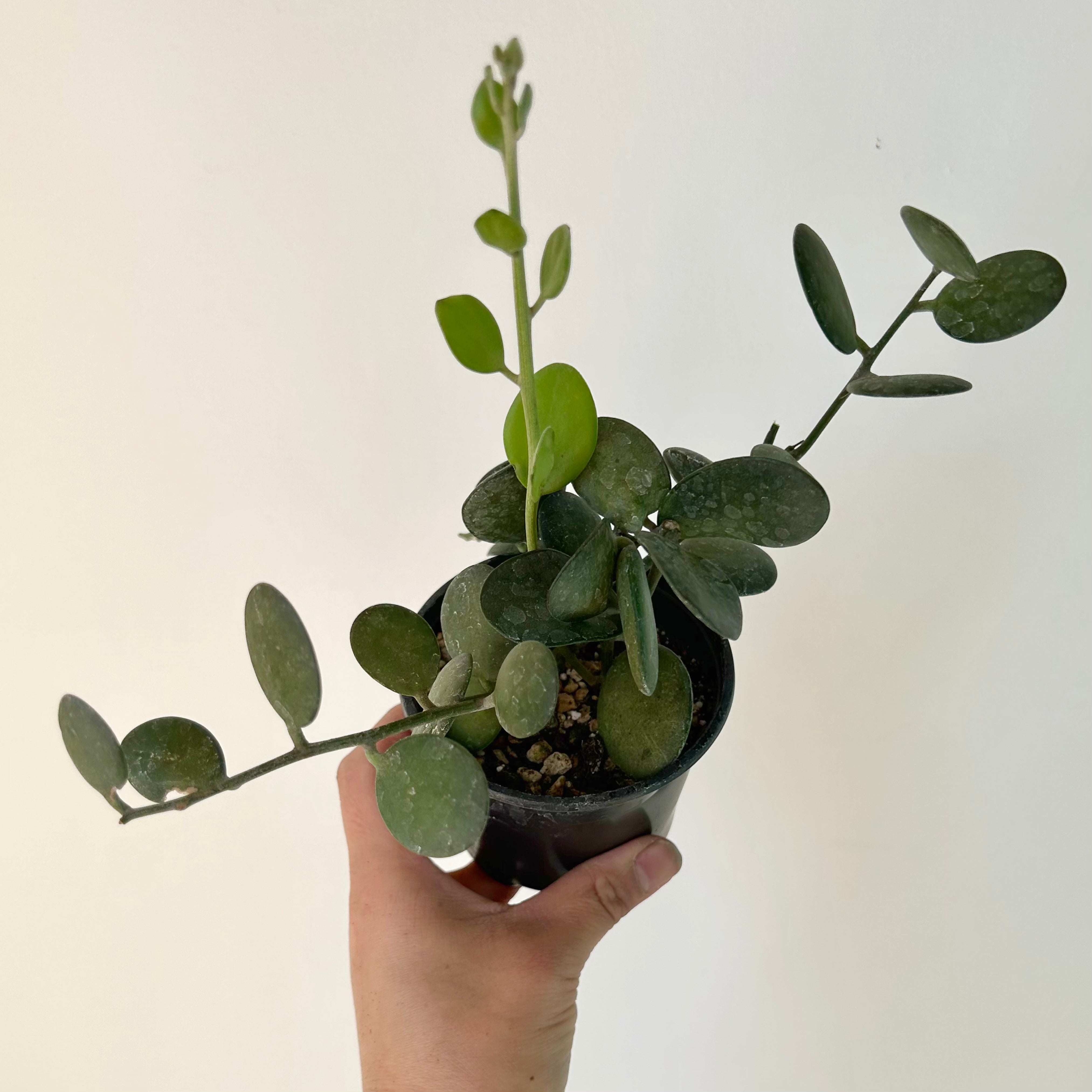 Silver Dollar Vine (Xerosicyos Danguyi ) 4” pot