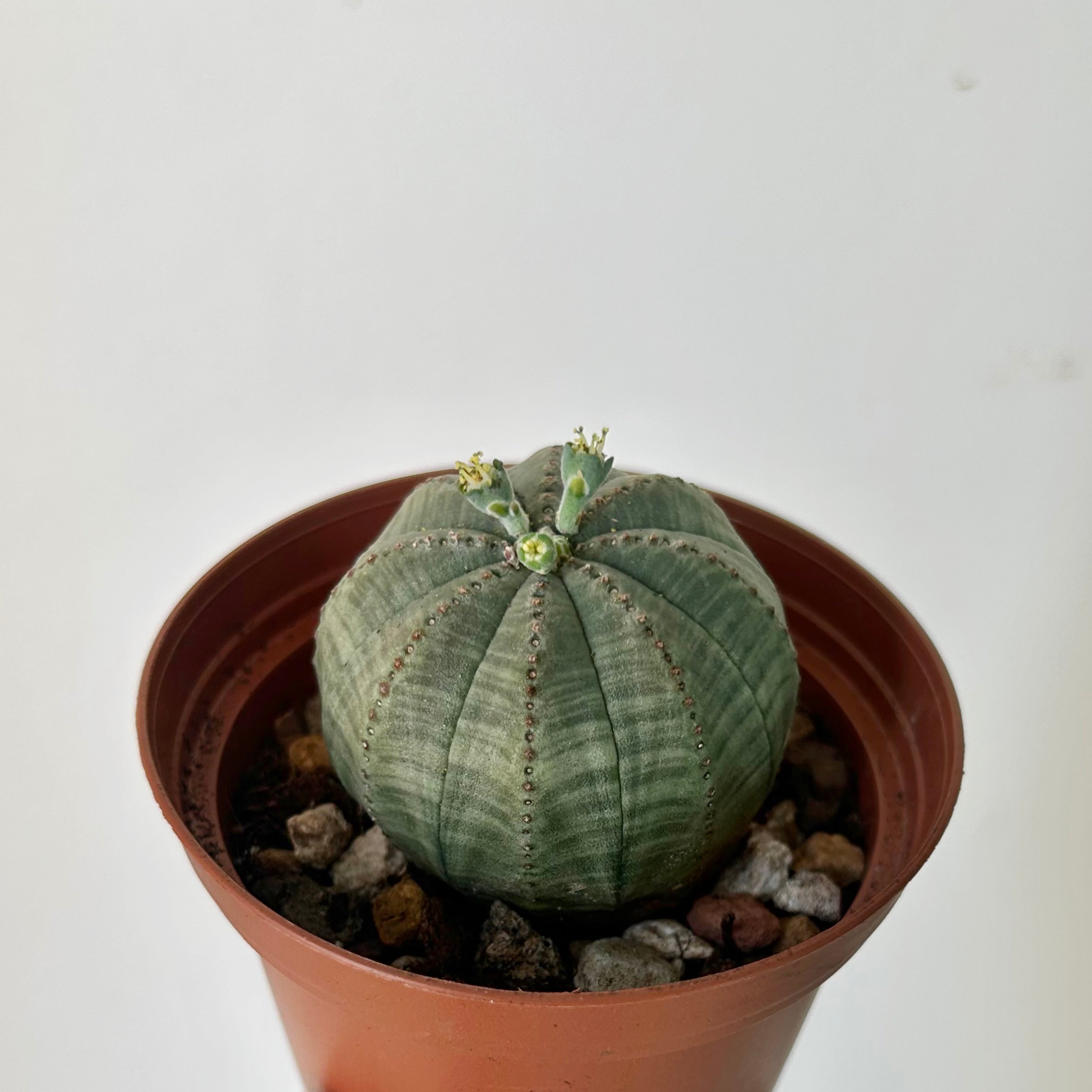 Baseball Plant (Euphorbia Obesa) 4” pot