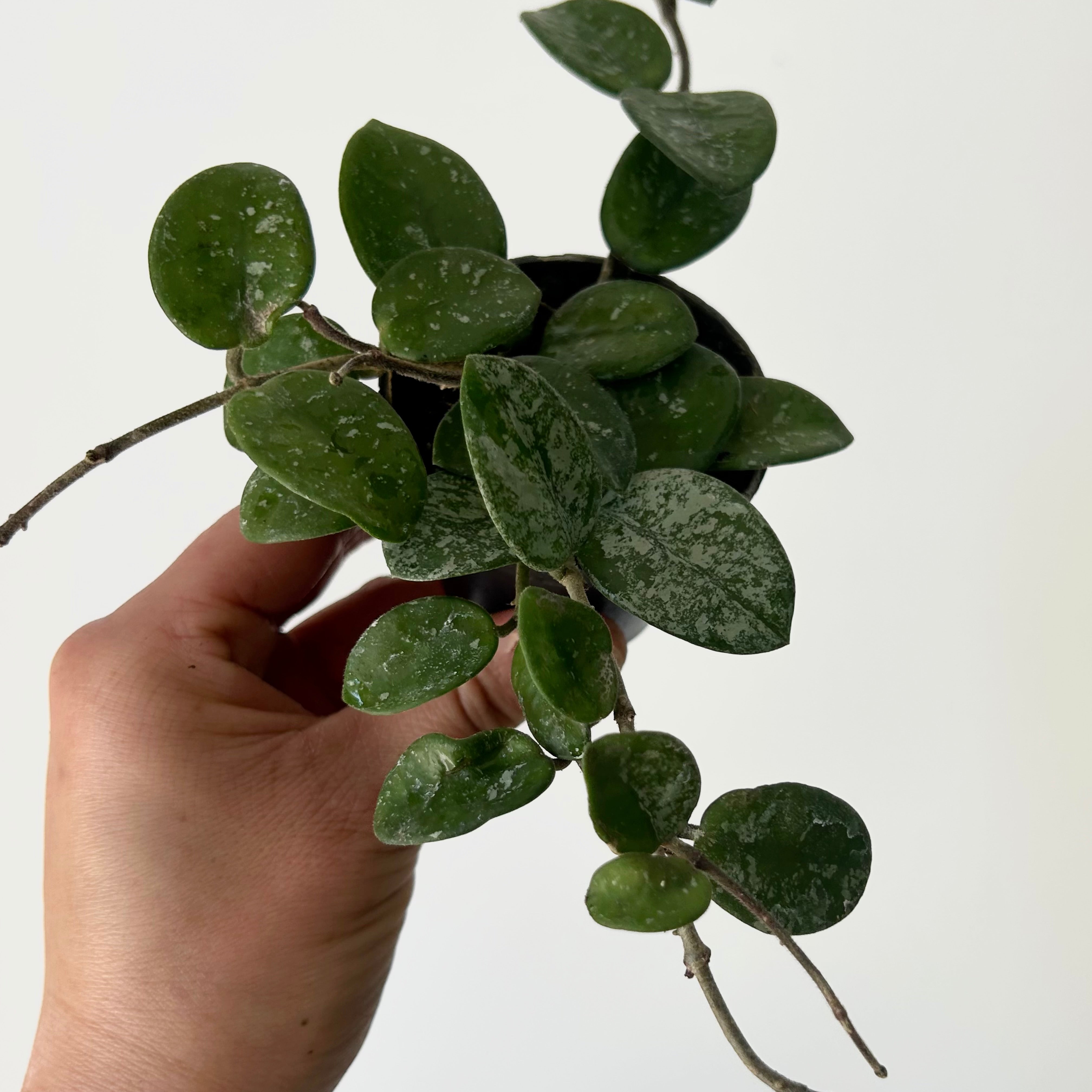 Hoya Mathilde 2.5”pot