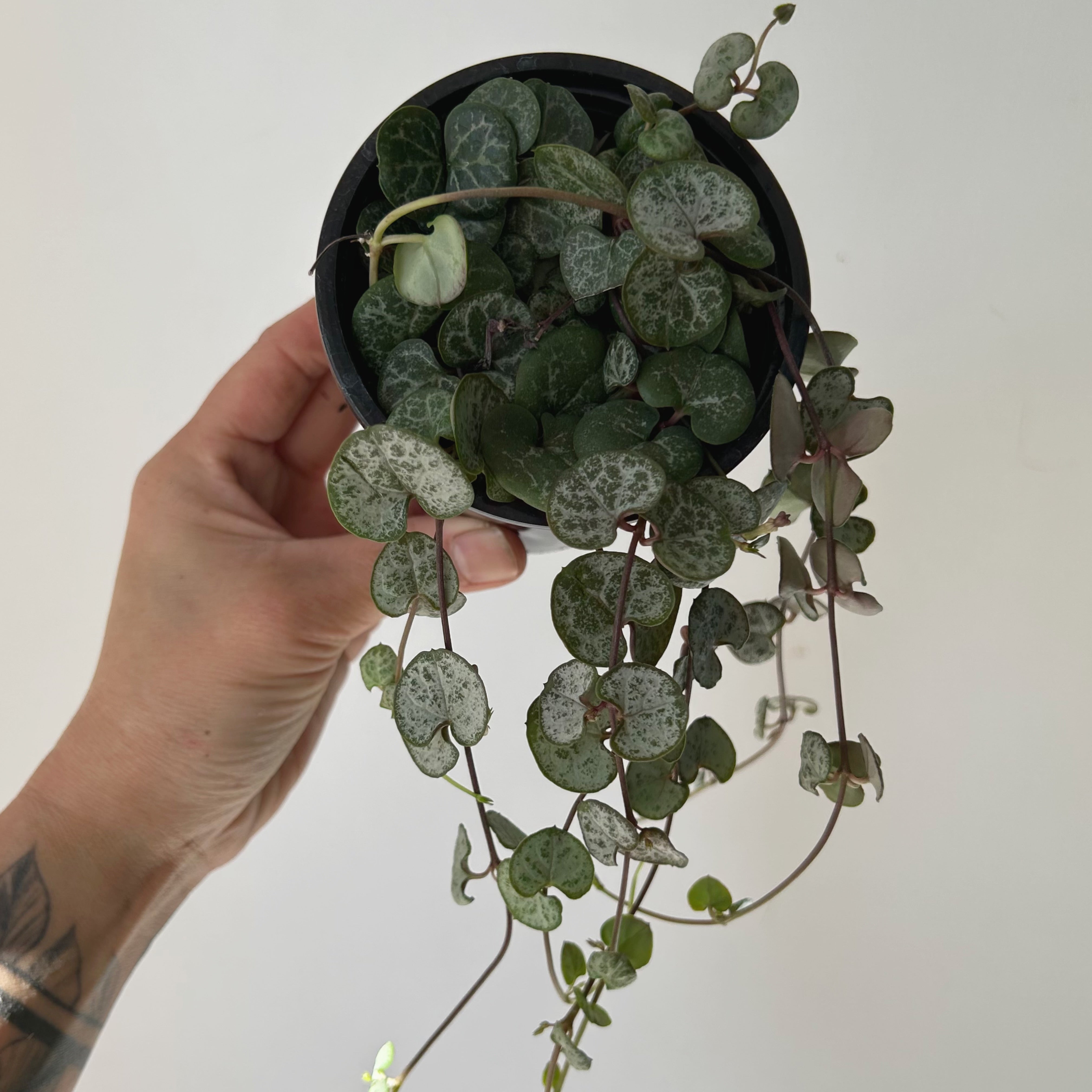 String of Hearts (Ceropegia woodii) 3.5” pot
