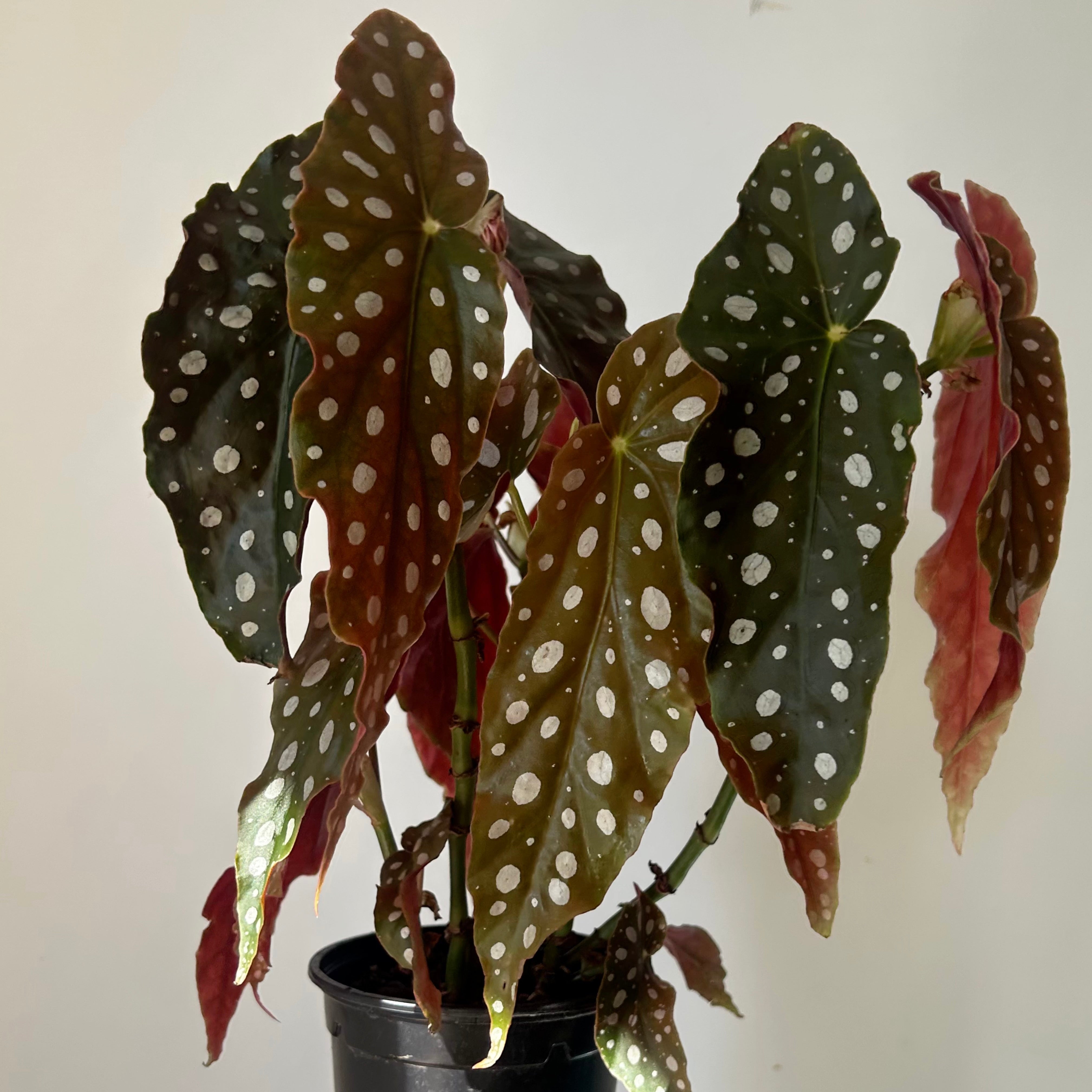 Polka Dot Begonia (maculata) 4" pot