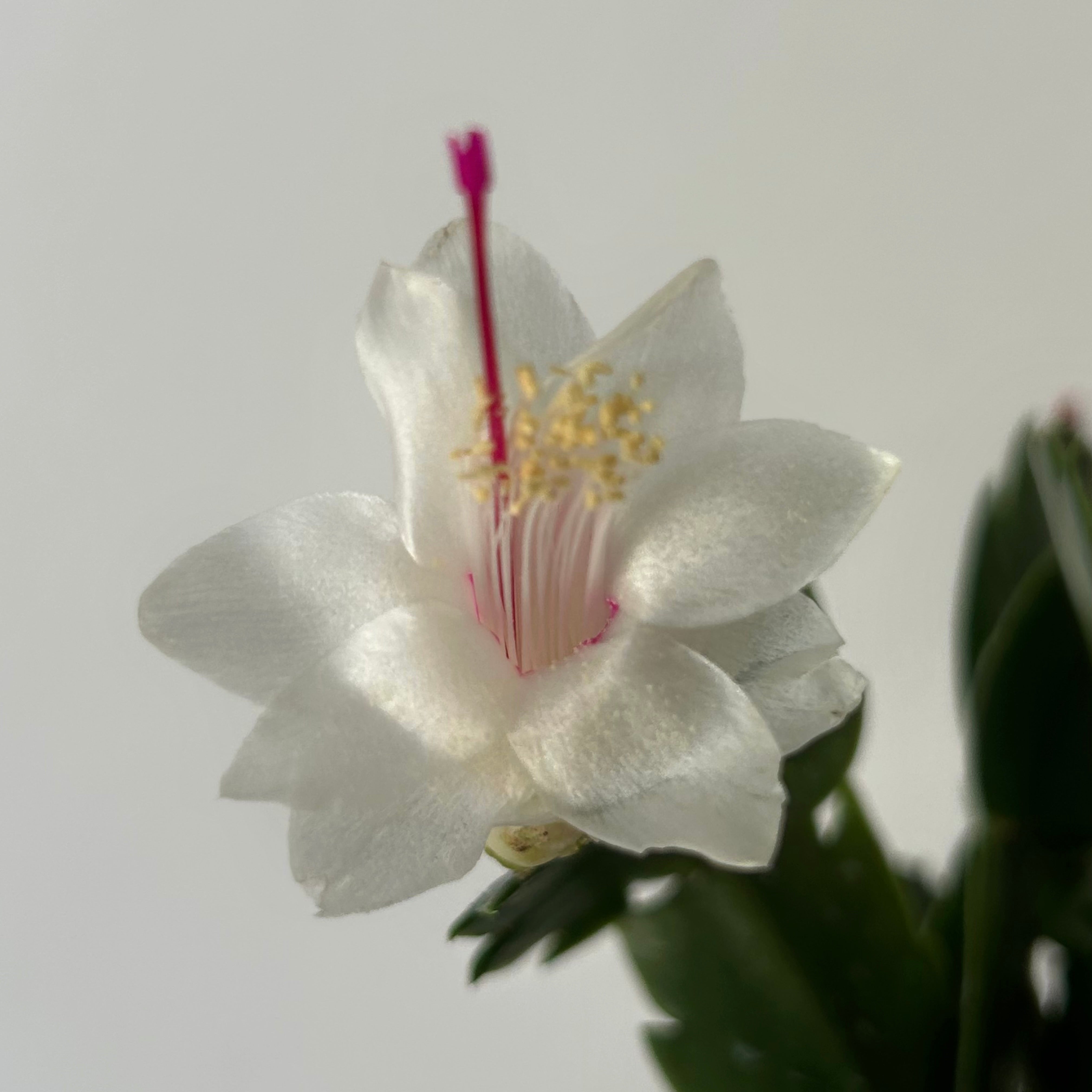 Holiday Cactus (Schlumbergera truncata)4” pot