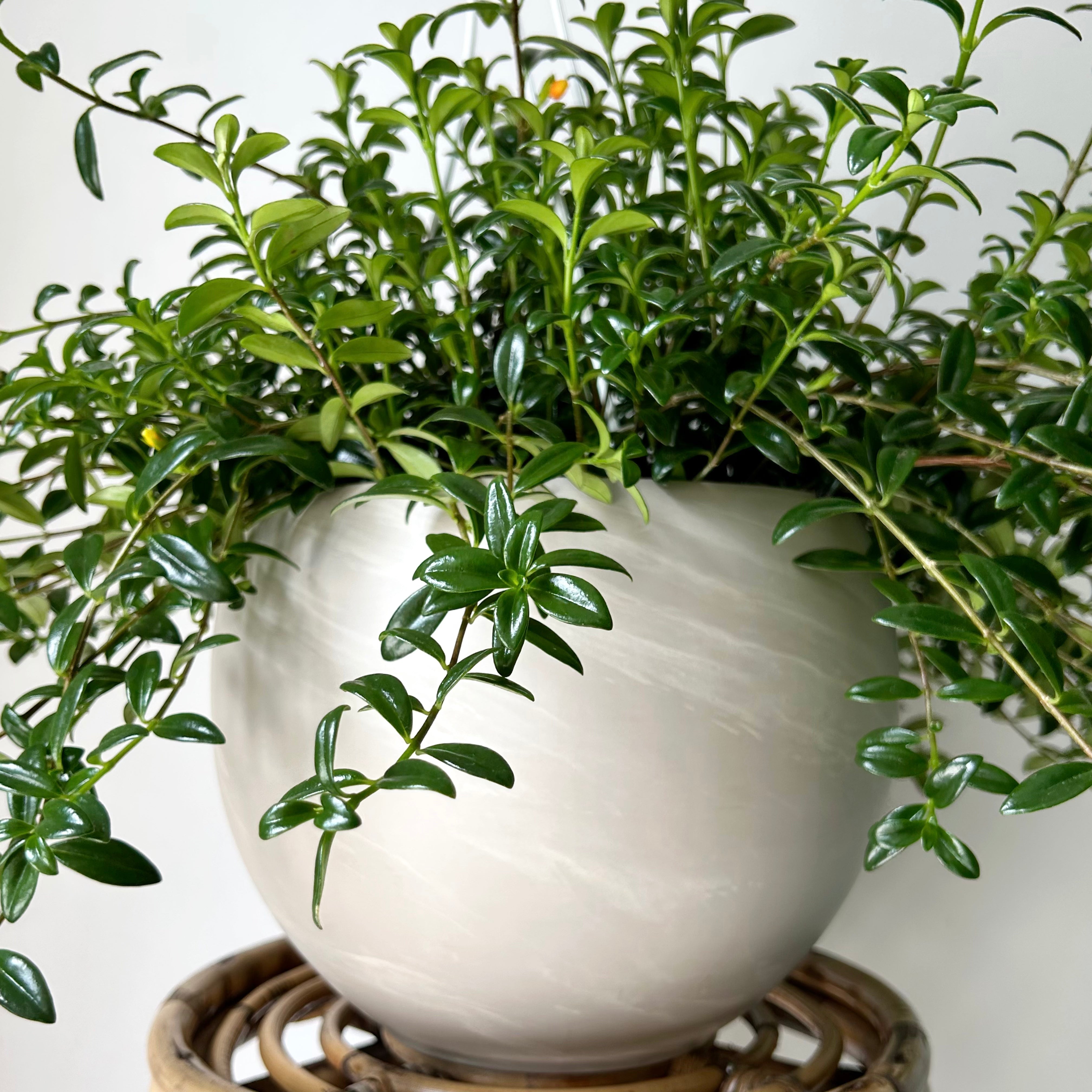 SHILOH Large Decorative Sphere Clay Pot (8”x8”)
