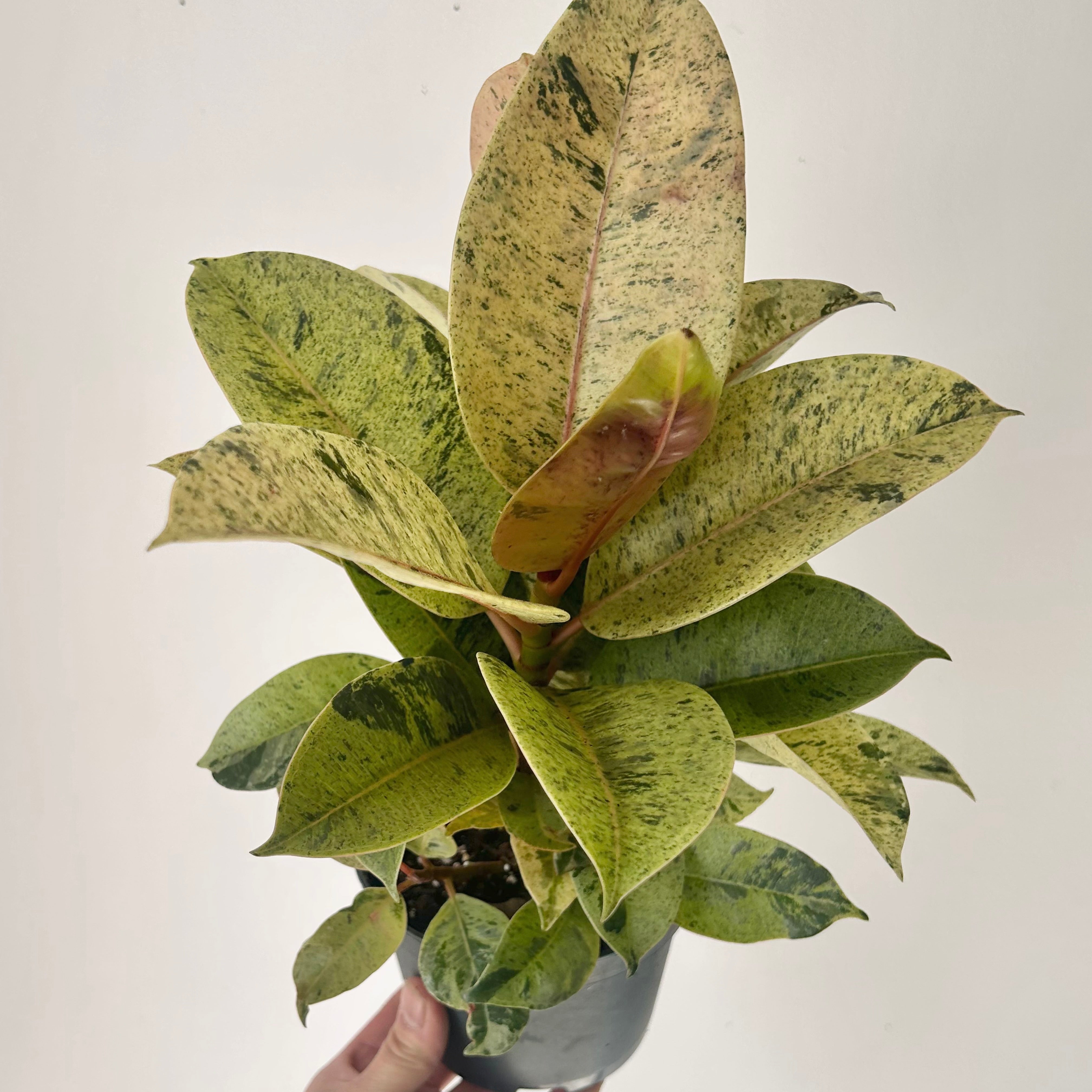 Ficus Shivereana Moonshine 5”pot