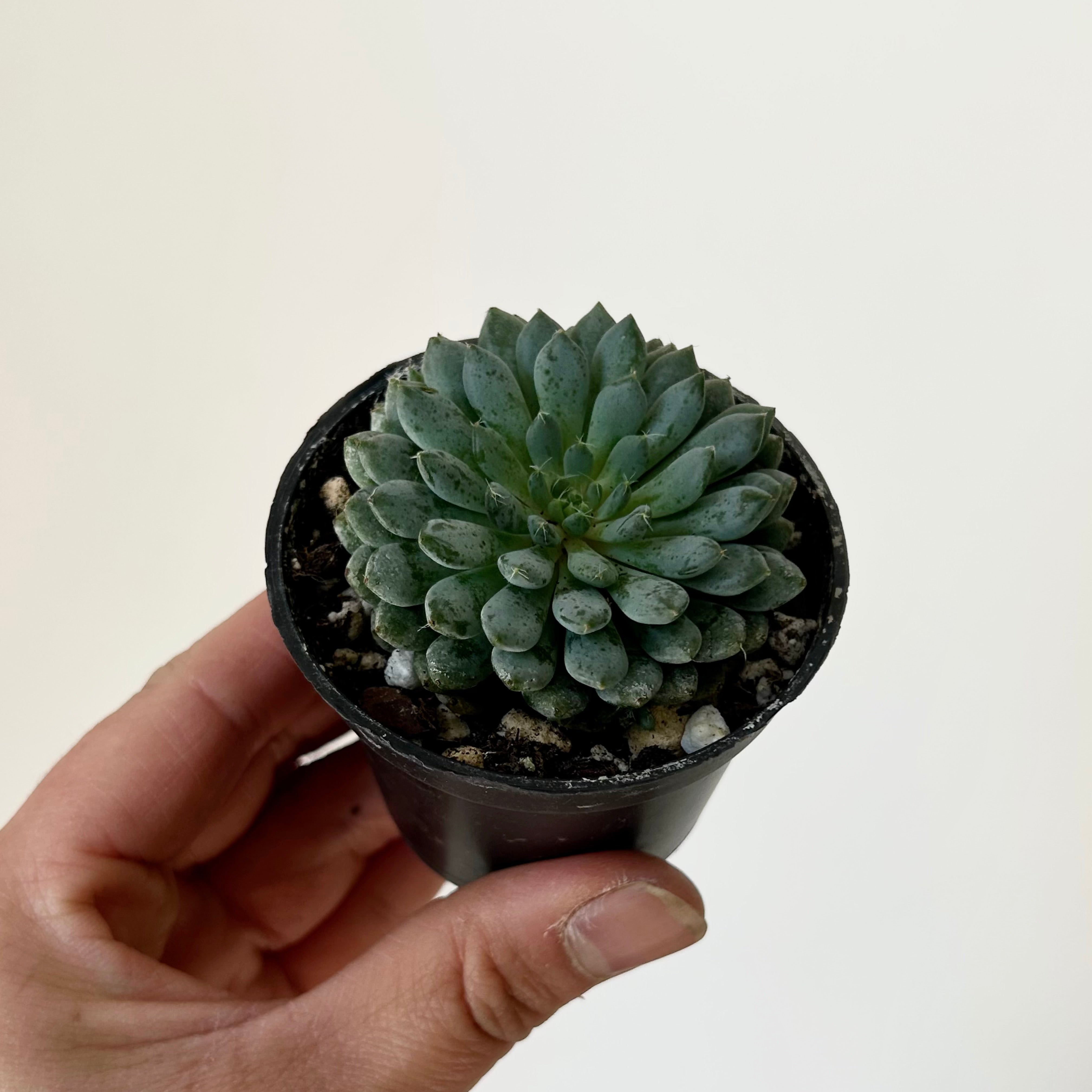 Echeveria setosa var deminuta 2.5” pot