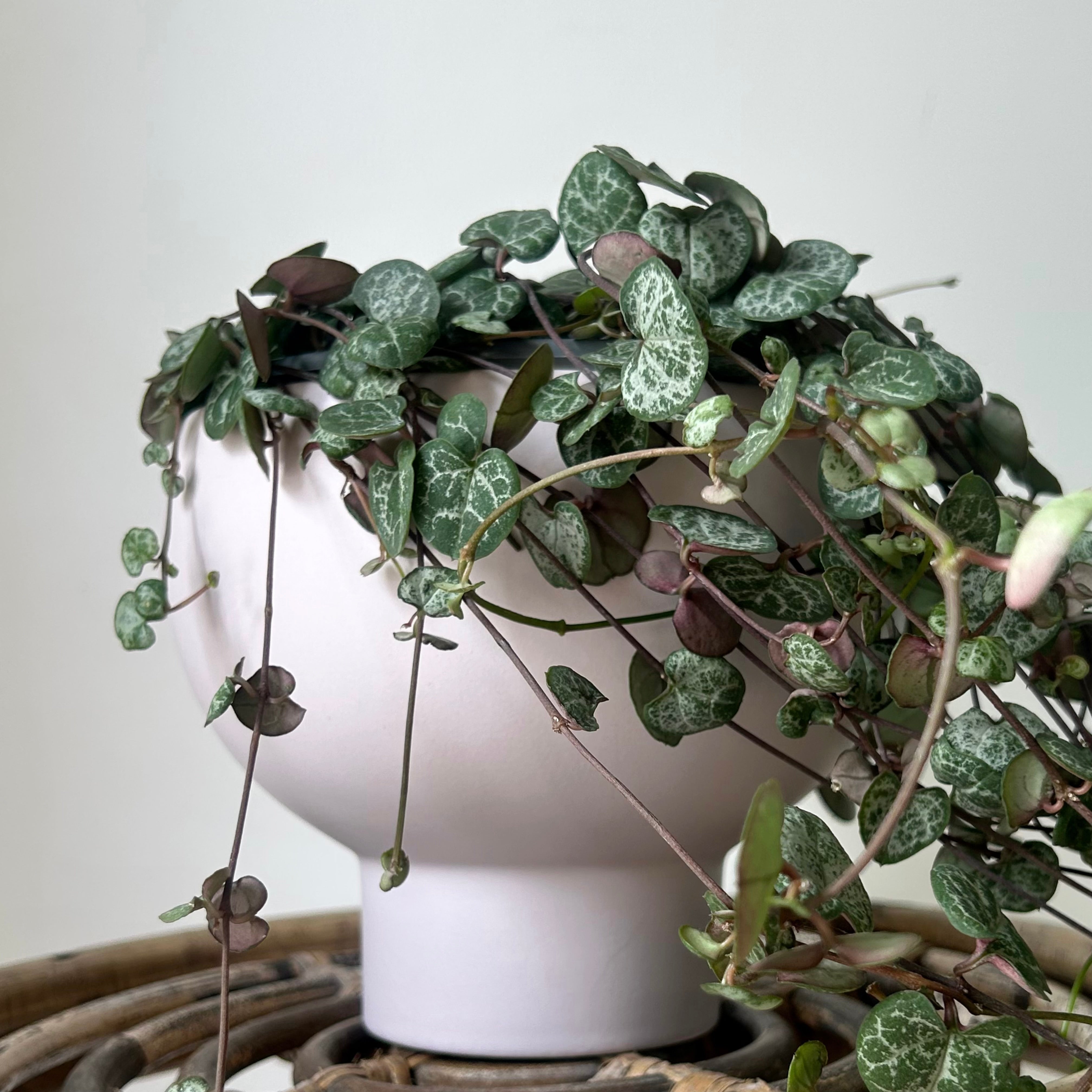 CAPRICORN Compote Raised Decorative Pot  (5.5”x5”)