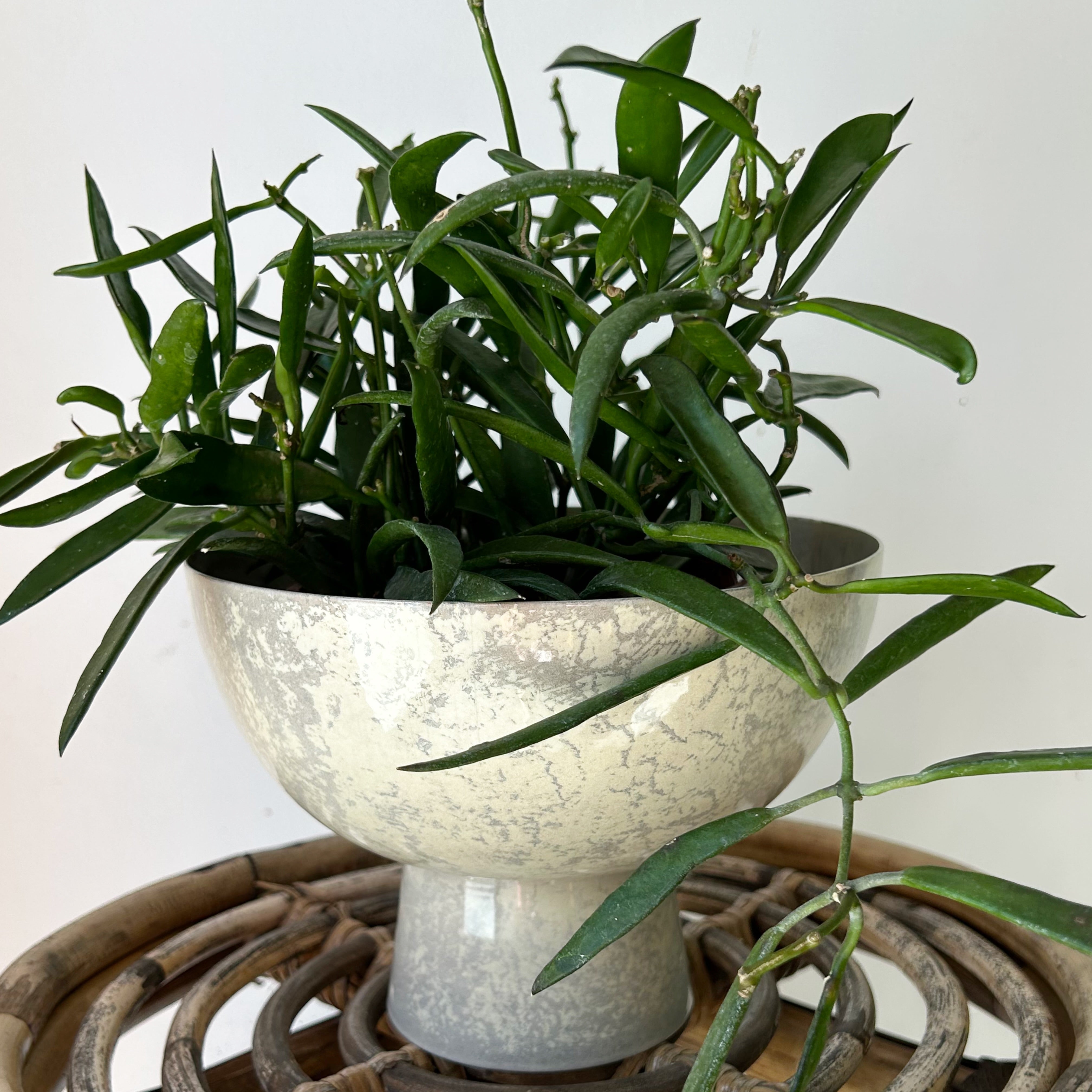 Isabella OPAL Compote (7”x5”) Lightweight Metal