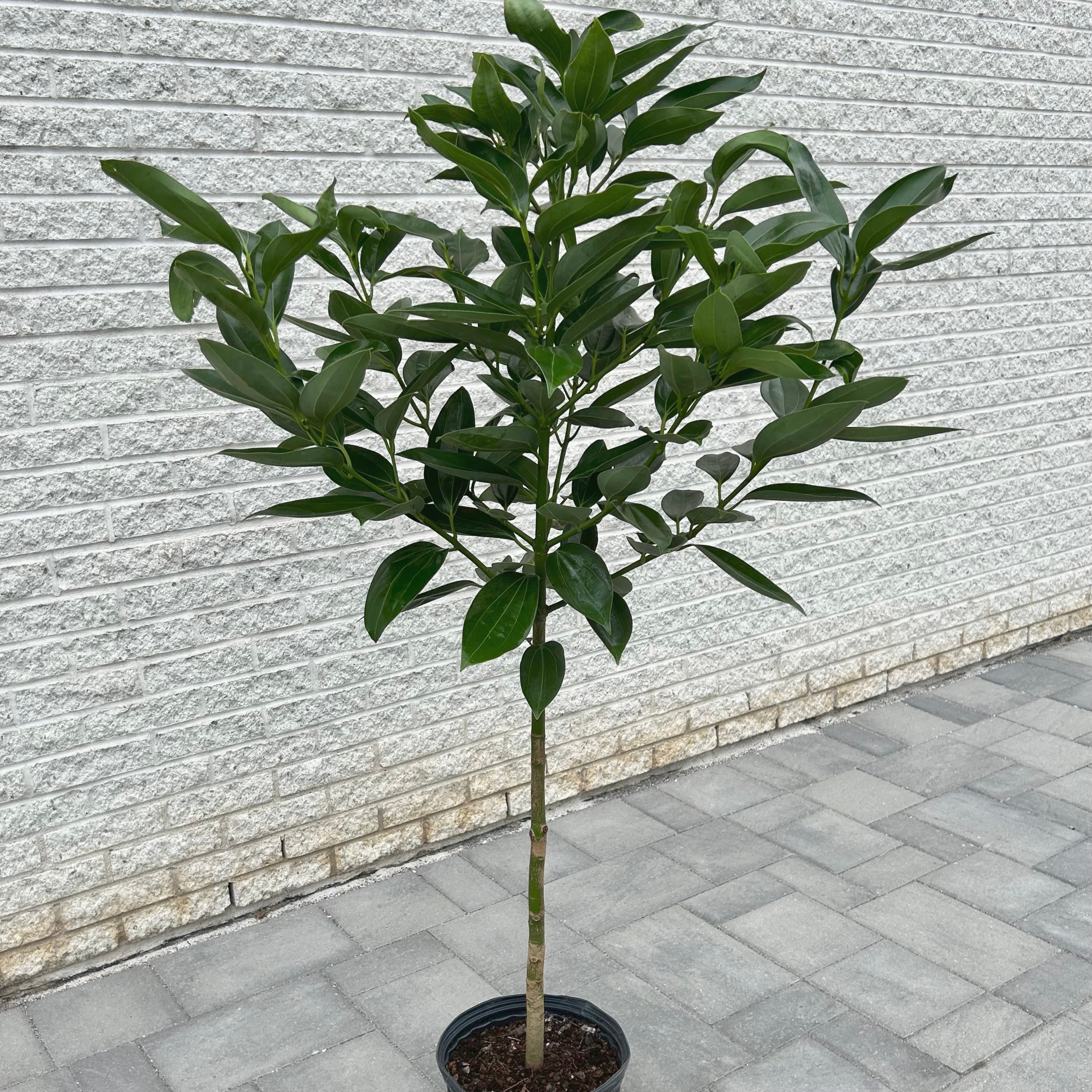 Cinnamon Tree approximately 5ft tall in 10” pot