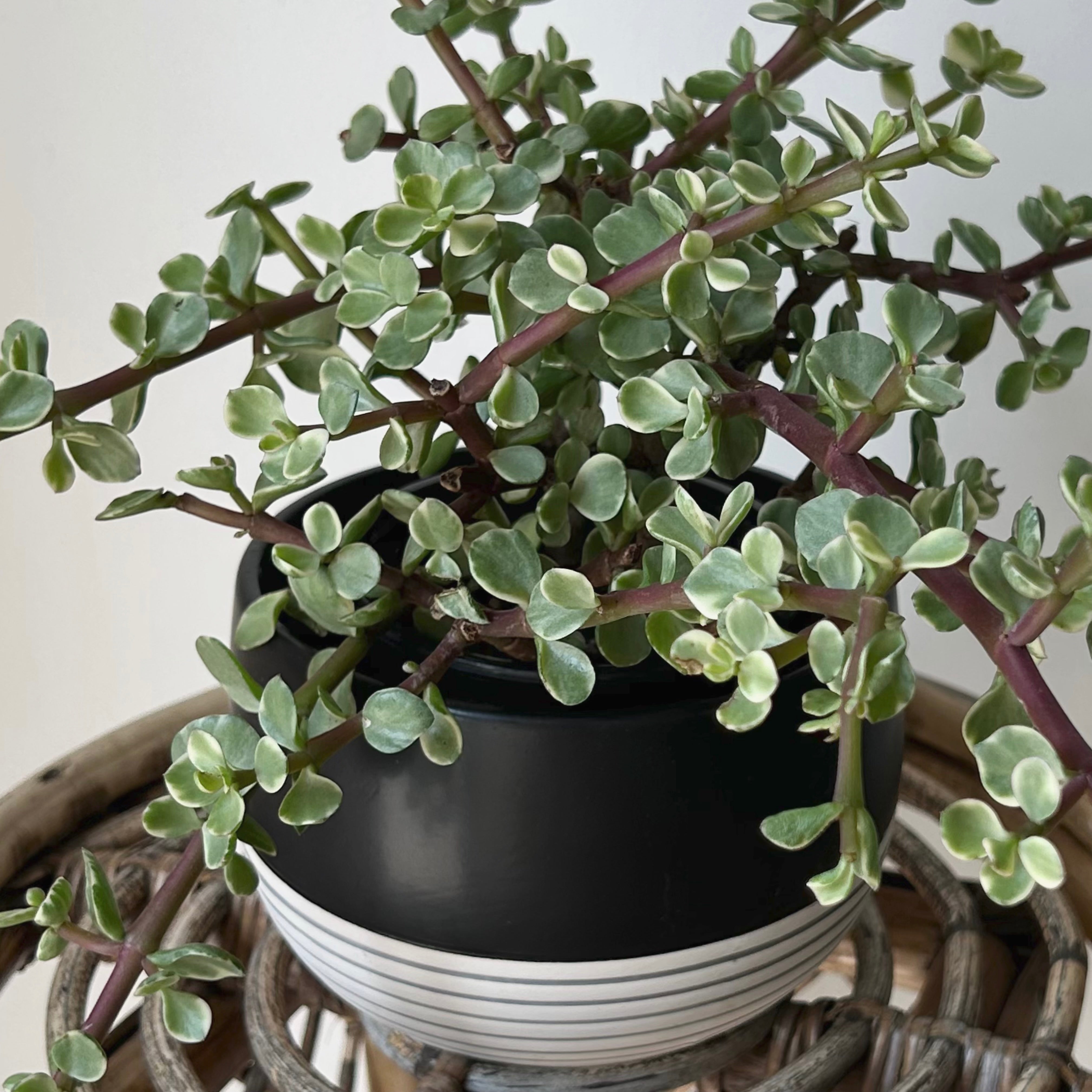 BELLA shallow decorativepot Striped Base  (5.5”x3.75”)