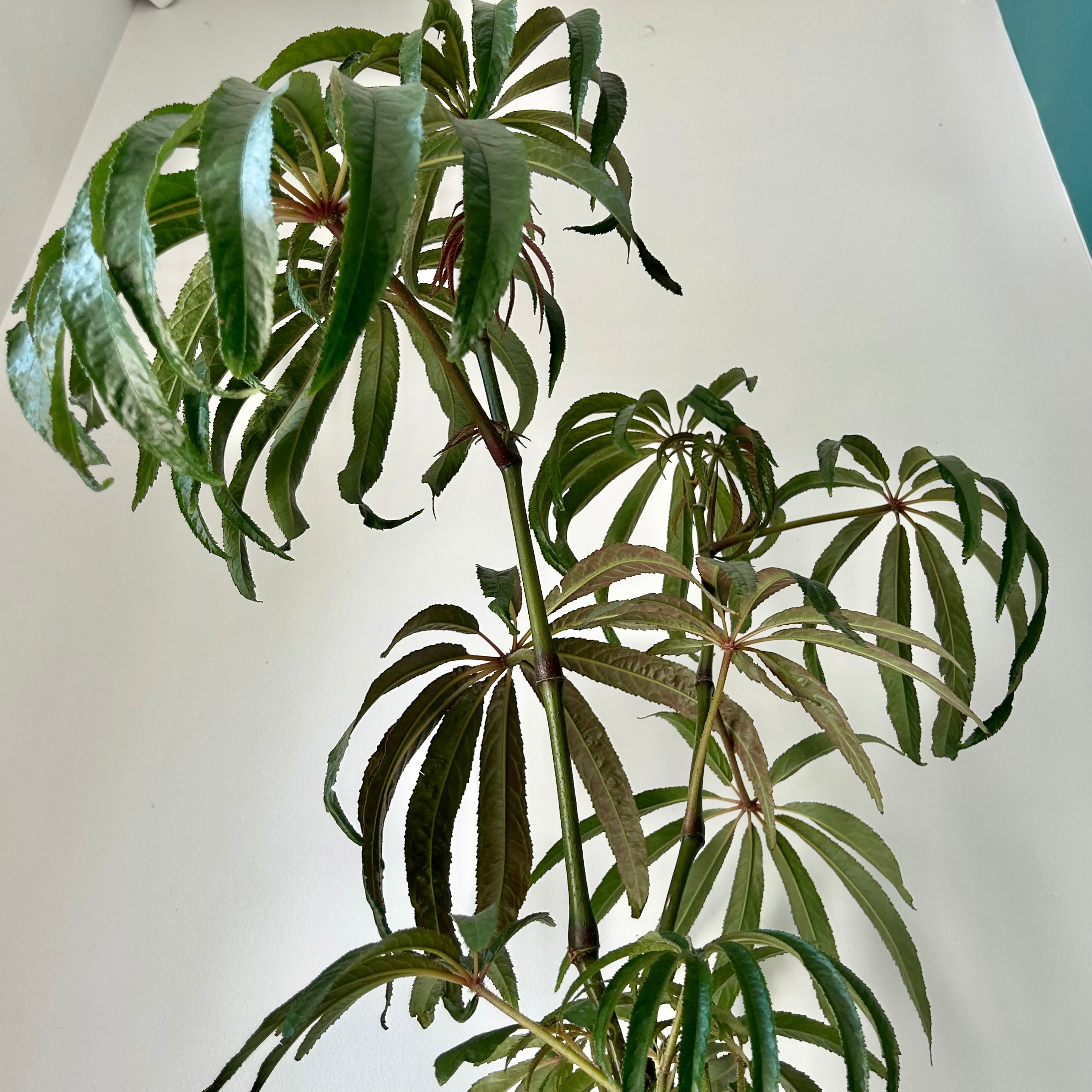 Palm Leaf Begonia (Luxurians) approximately 2 ft tall in 6”pot