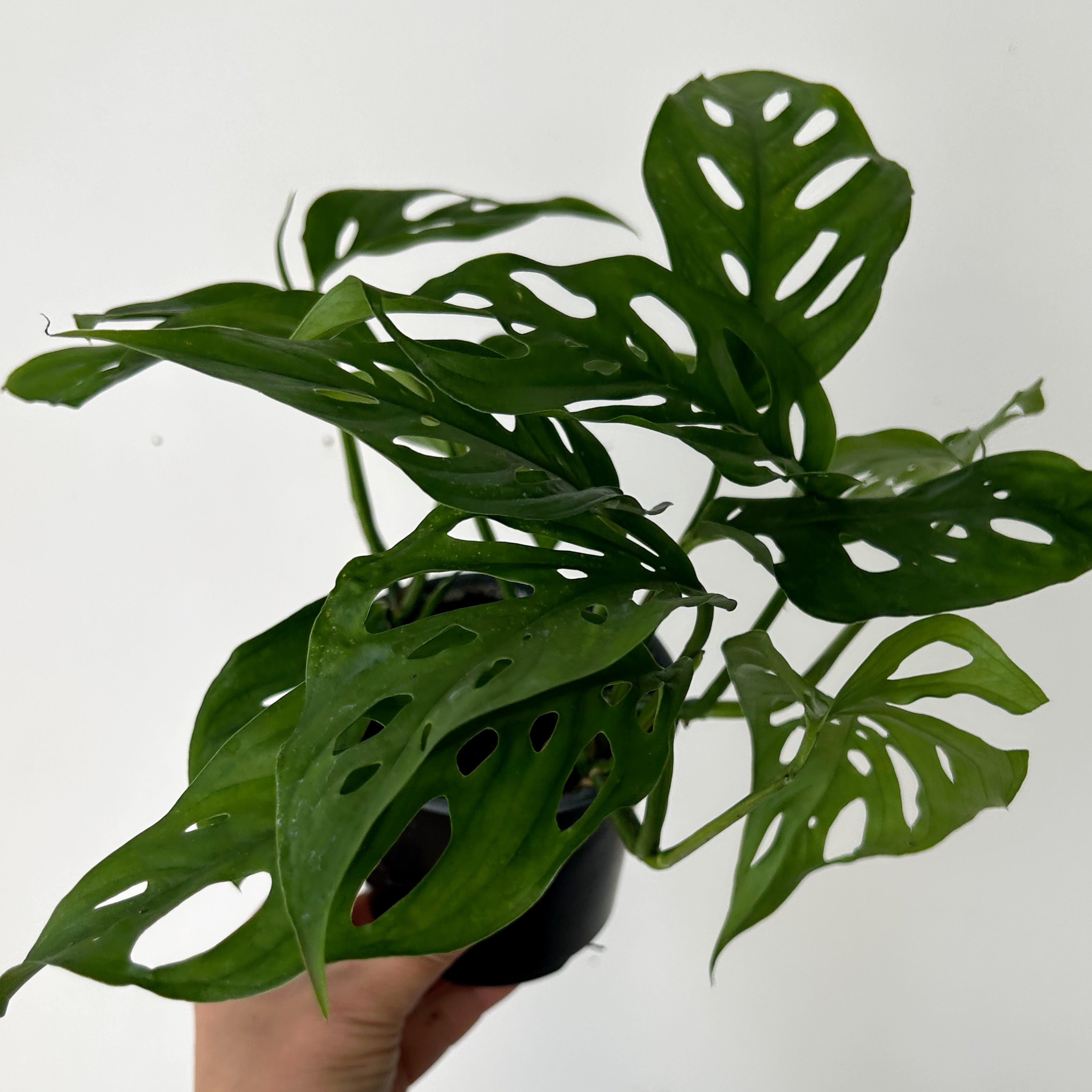 Monstera adansonii 4”pot