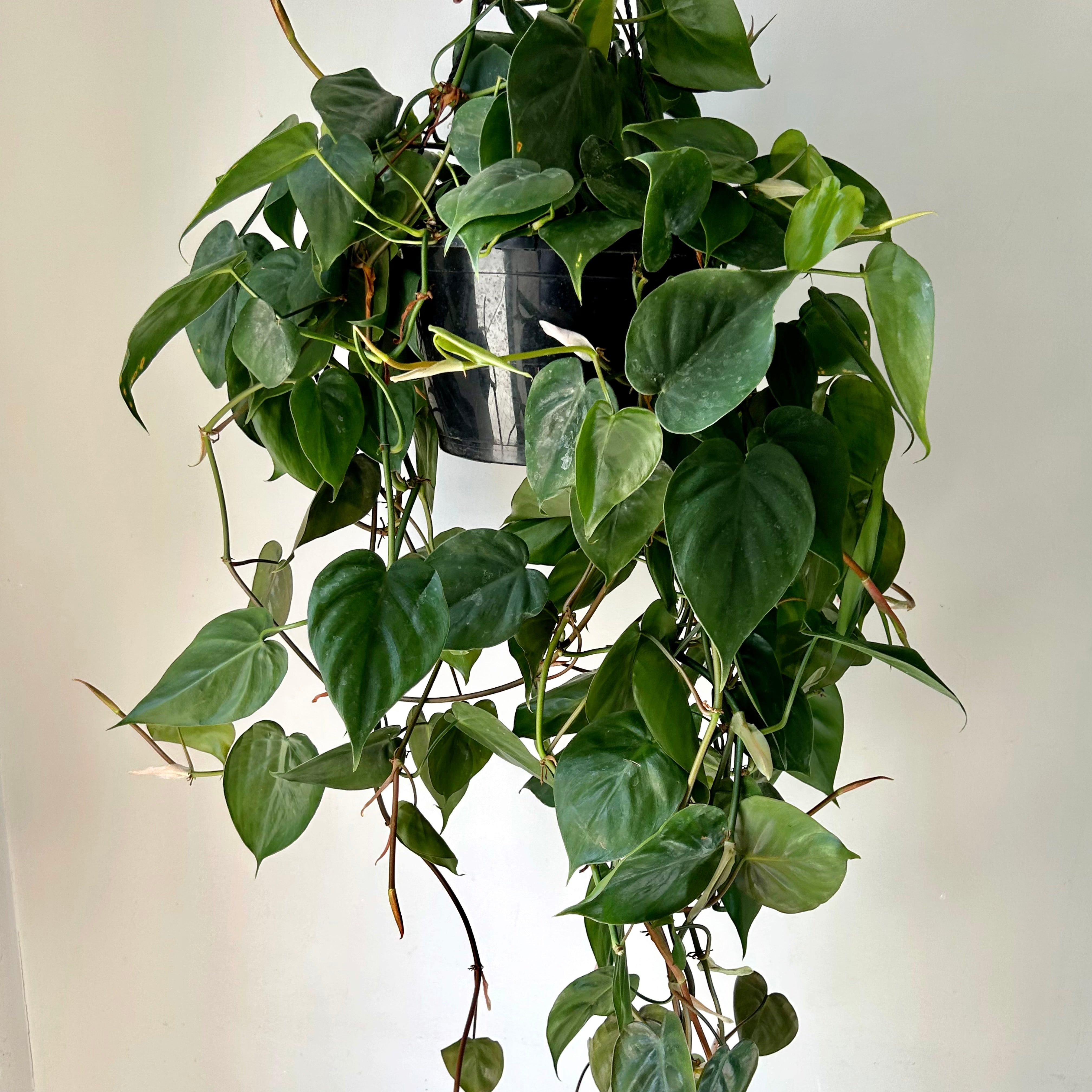 Philodendron Cordatum 8”hanging basket