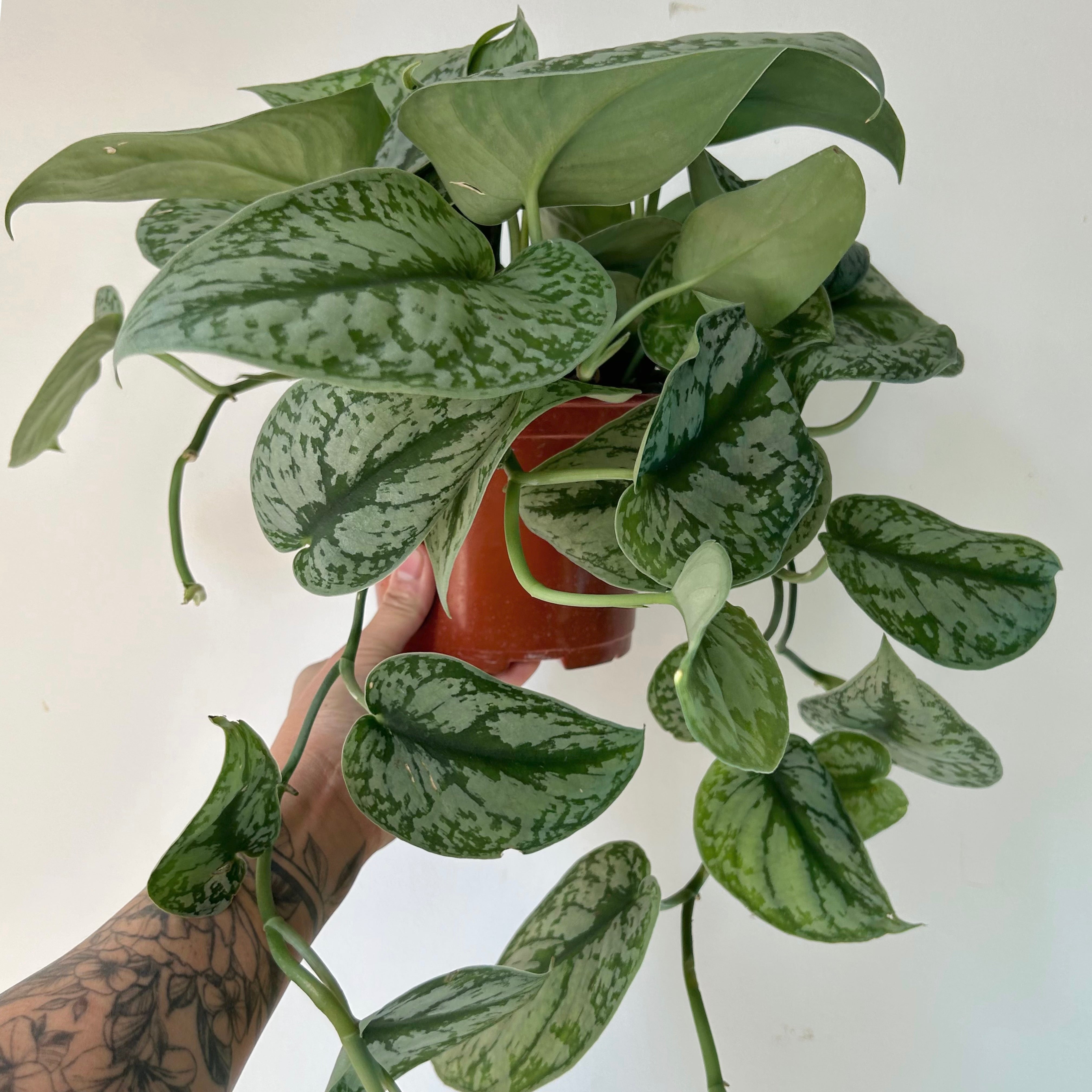 Scindapsus Exotica 6” hanging basket