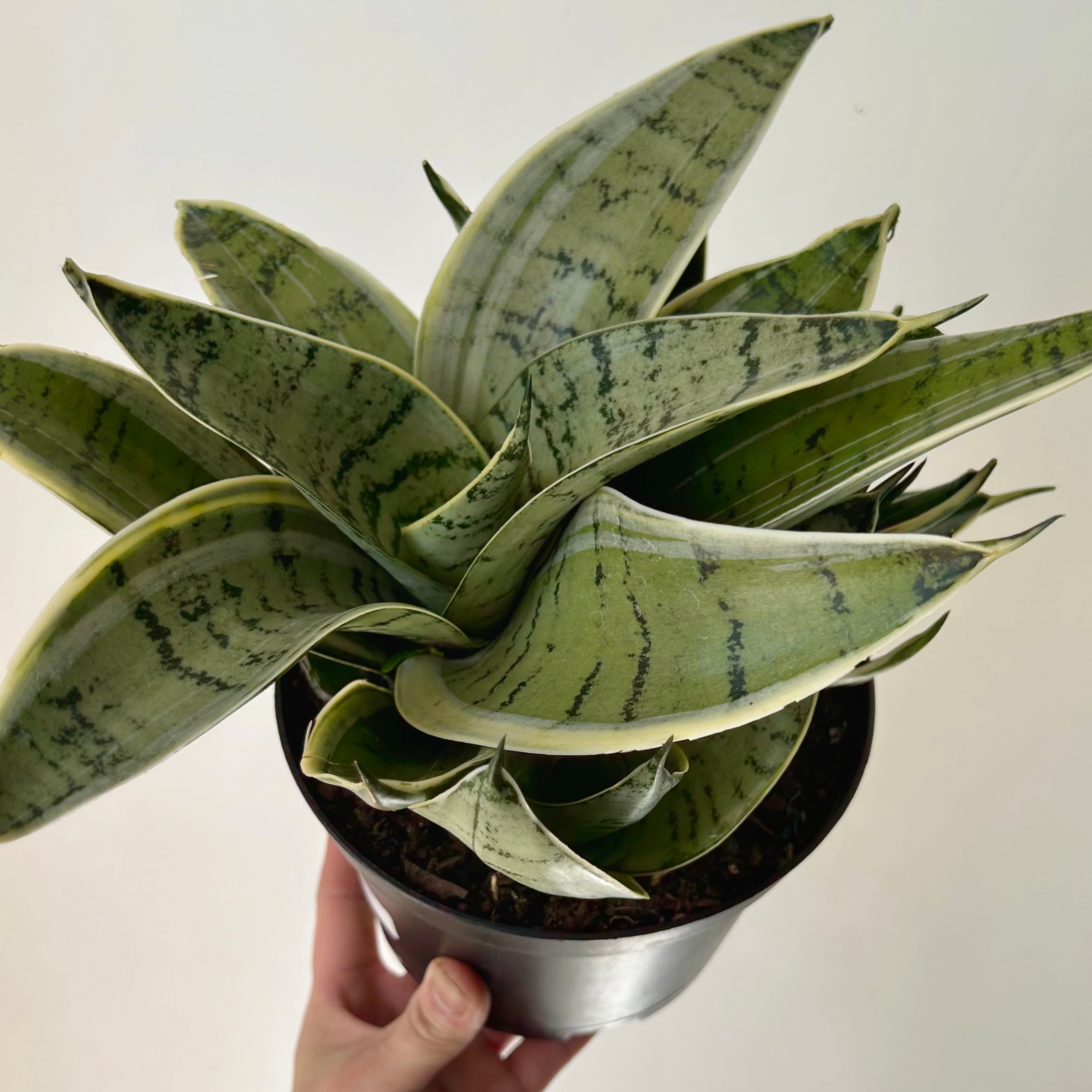 Sansevieria "Night Owl" 6” pot