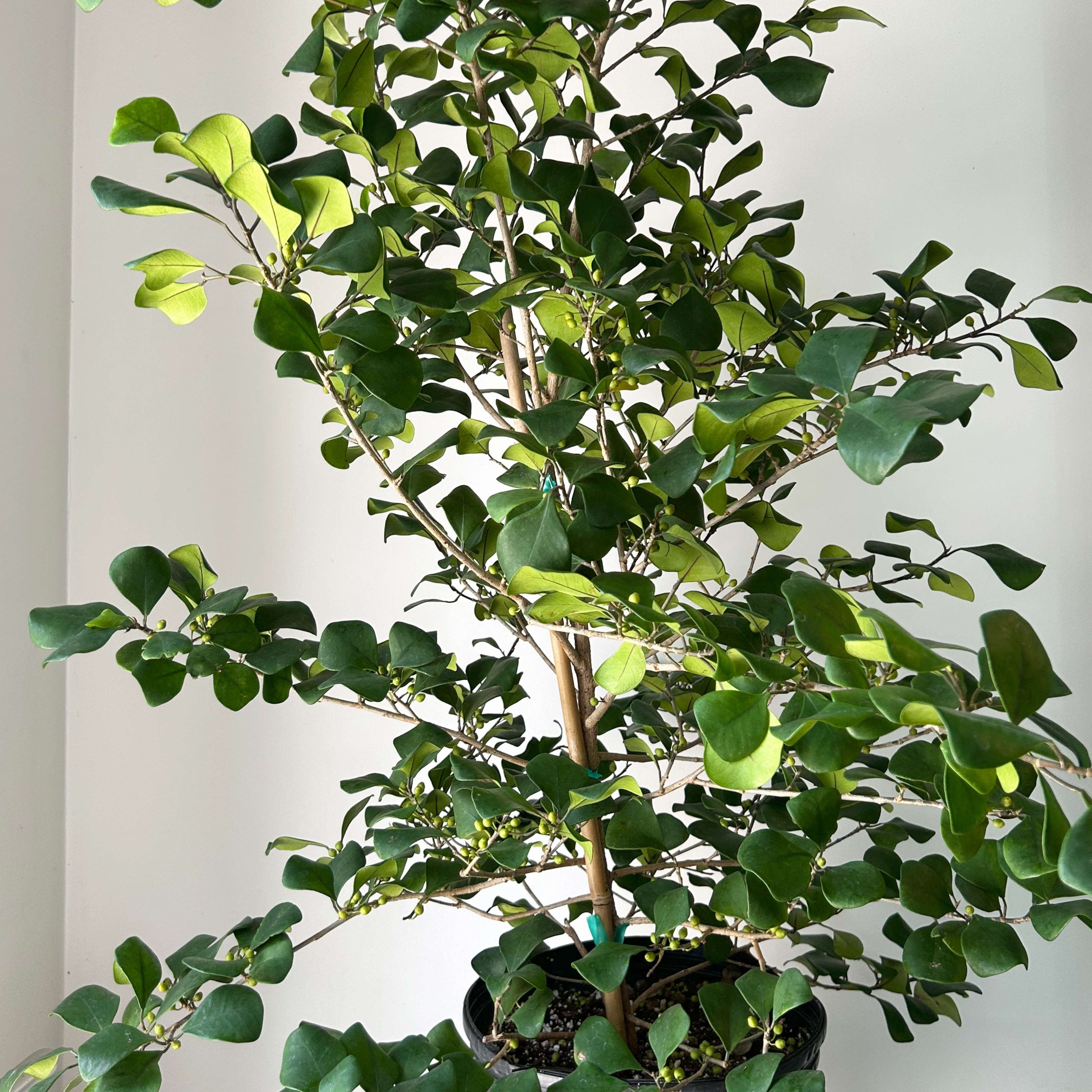 Natal Fig Bush (Ficus natalensis) approximately 4 ft tall in 10” pot