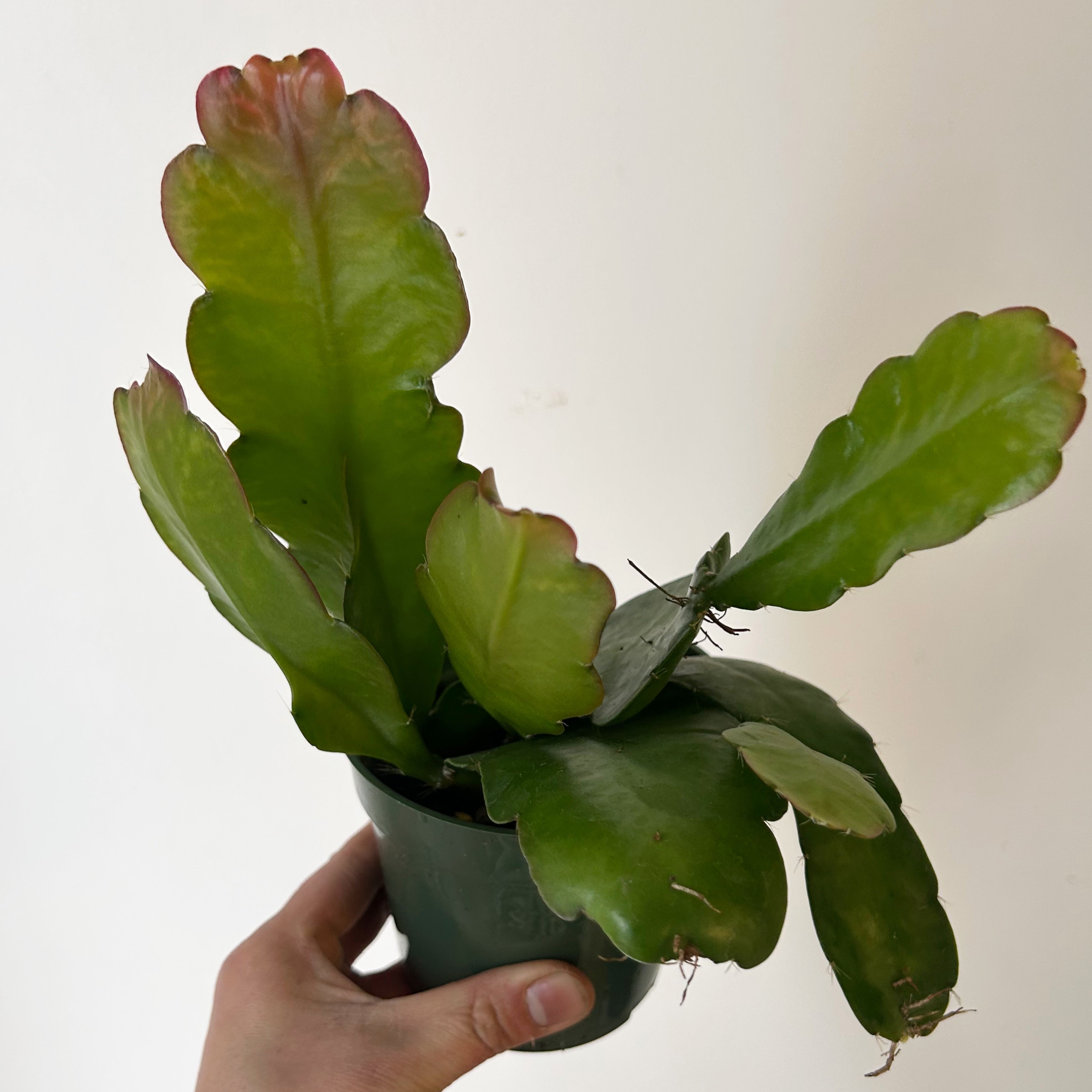 Orchid Cactus (Epiphyllum) 4” pot