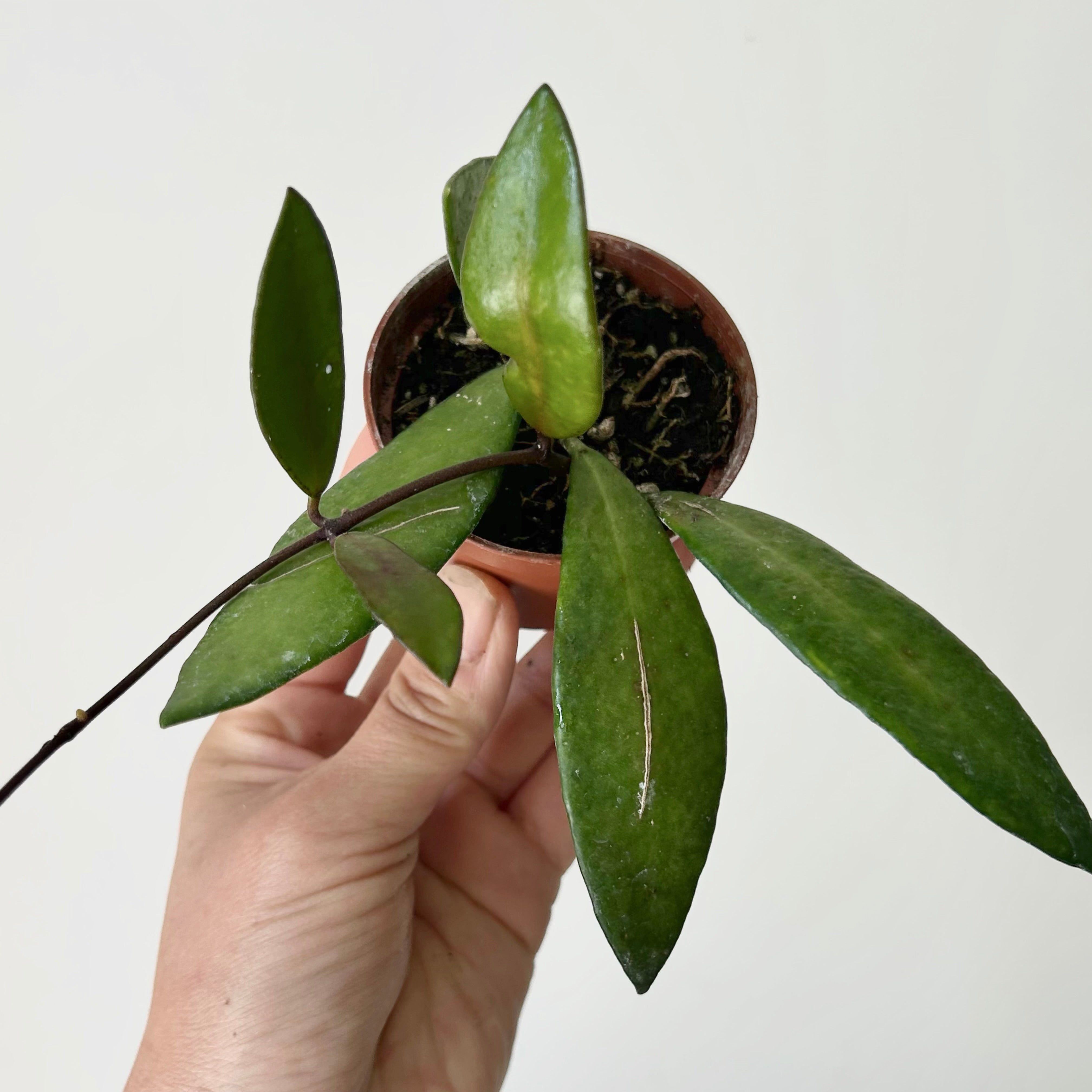 Hoya David cummingii 2.5” pot