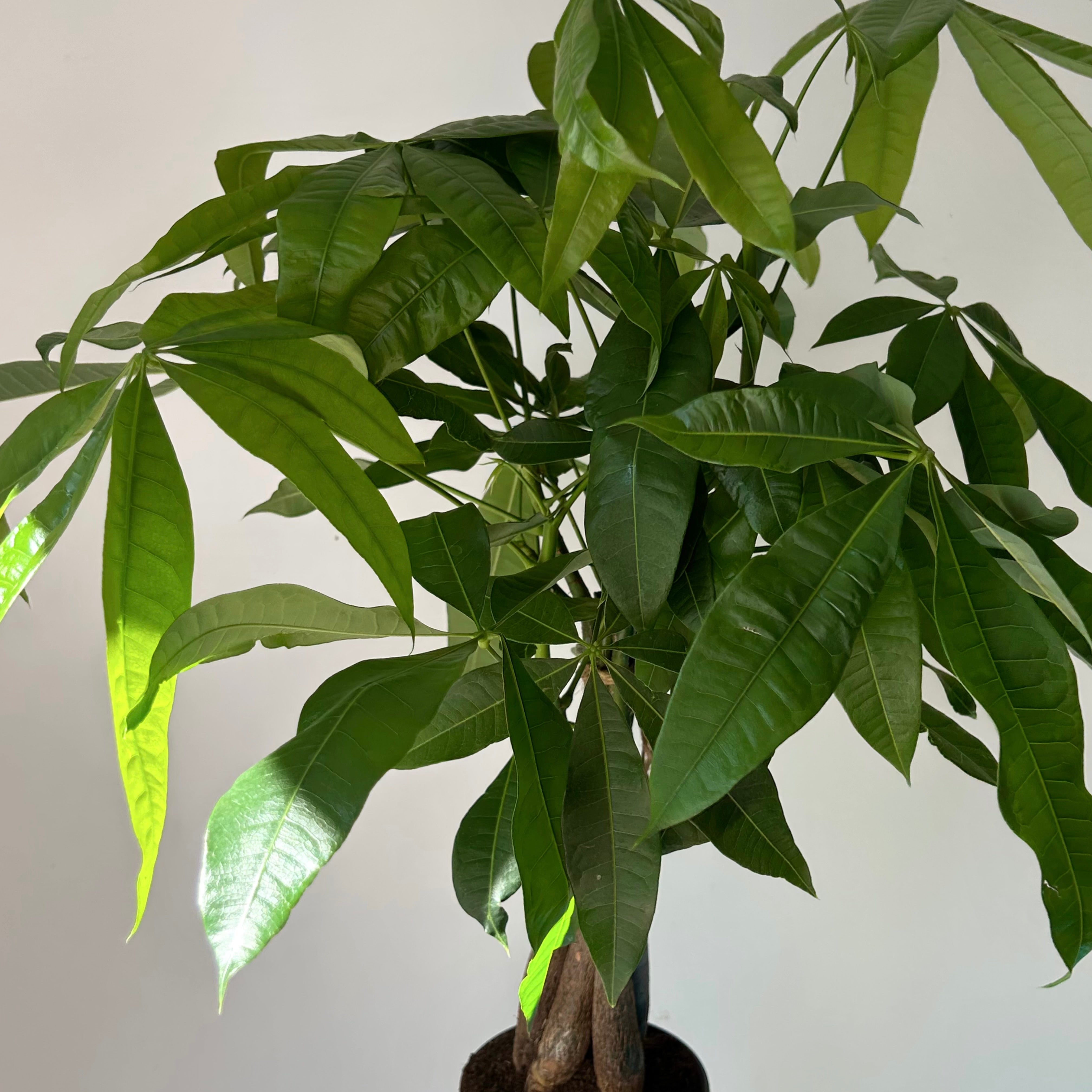 Money Tree (Pachira aquatica) 5”pot