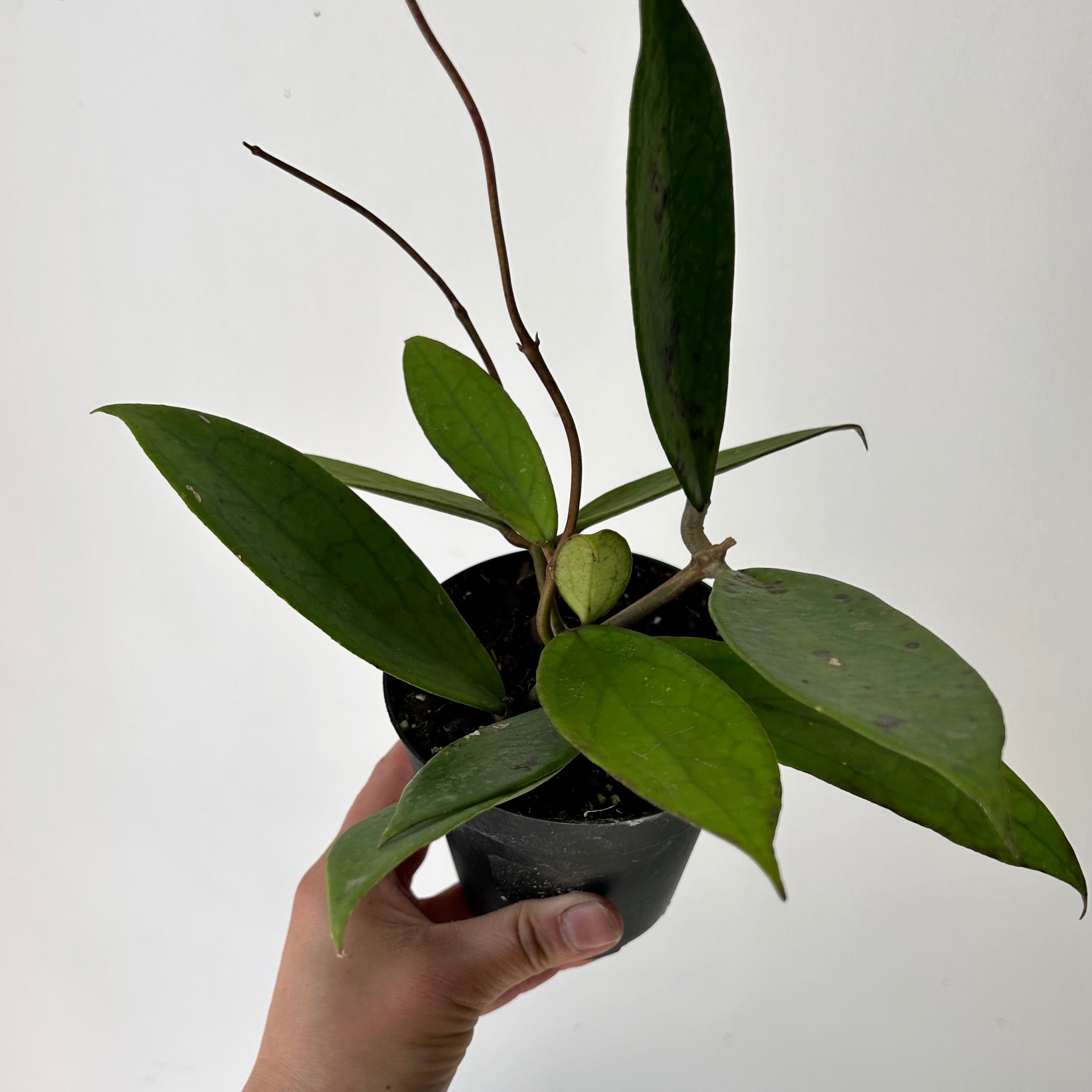 Hoya “Jennifer” (H. incrassataXH. finlaysonii) 4” pot