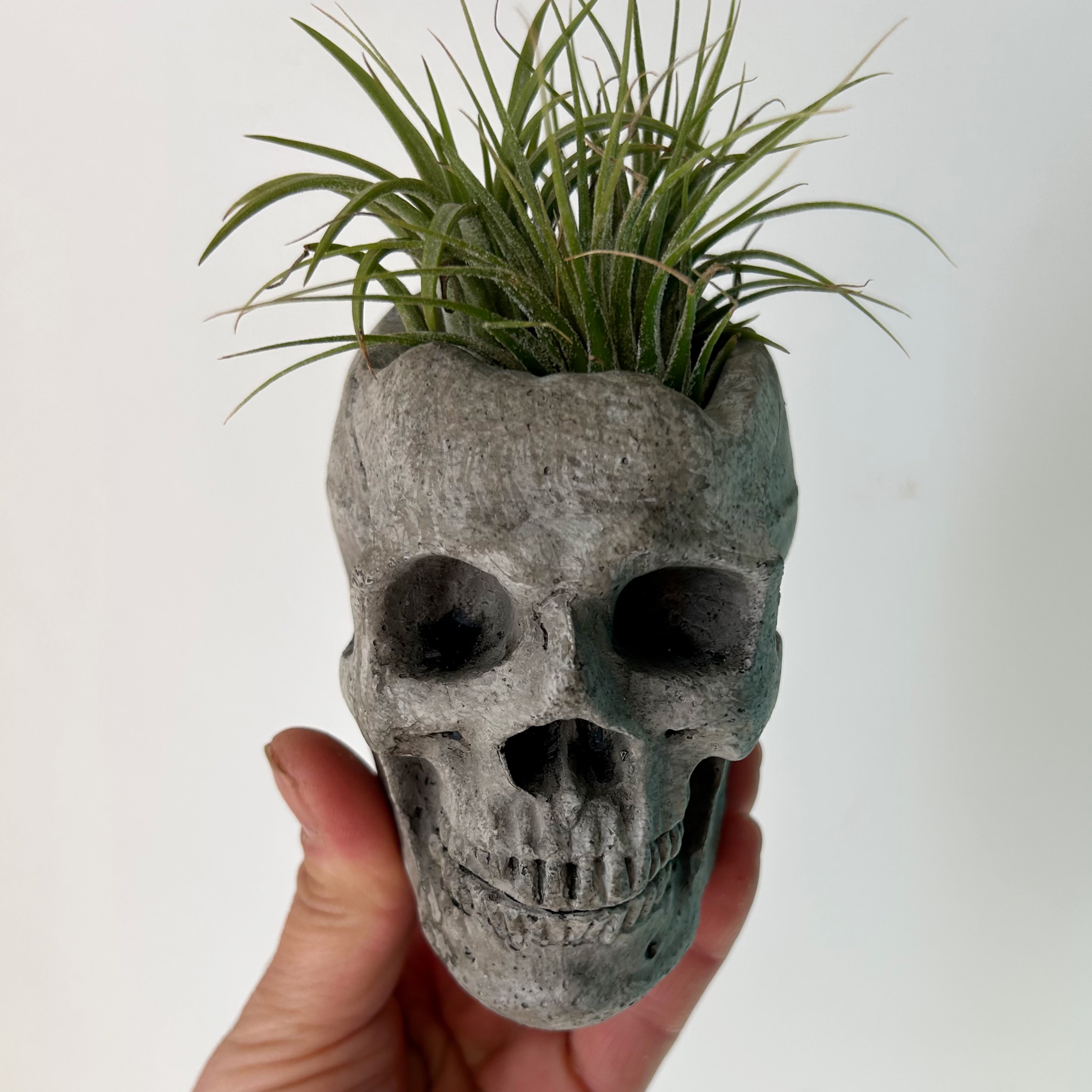Mini Concrete Skull Planter 2”x3”