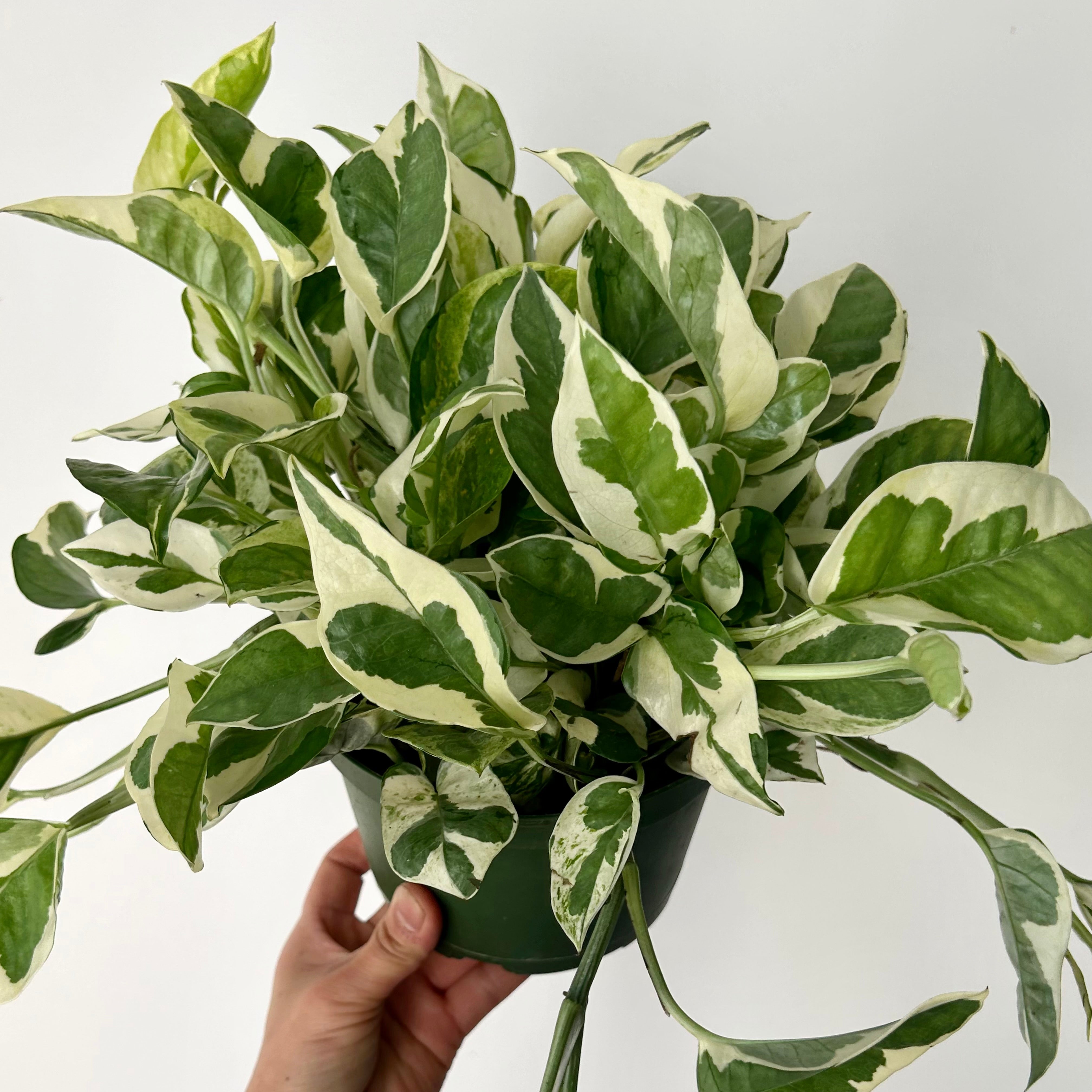 Pothos NJoy 6”pot
