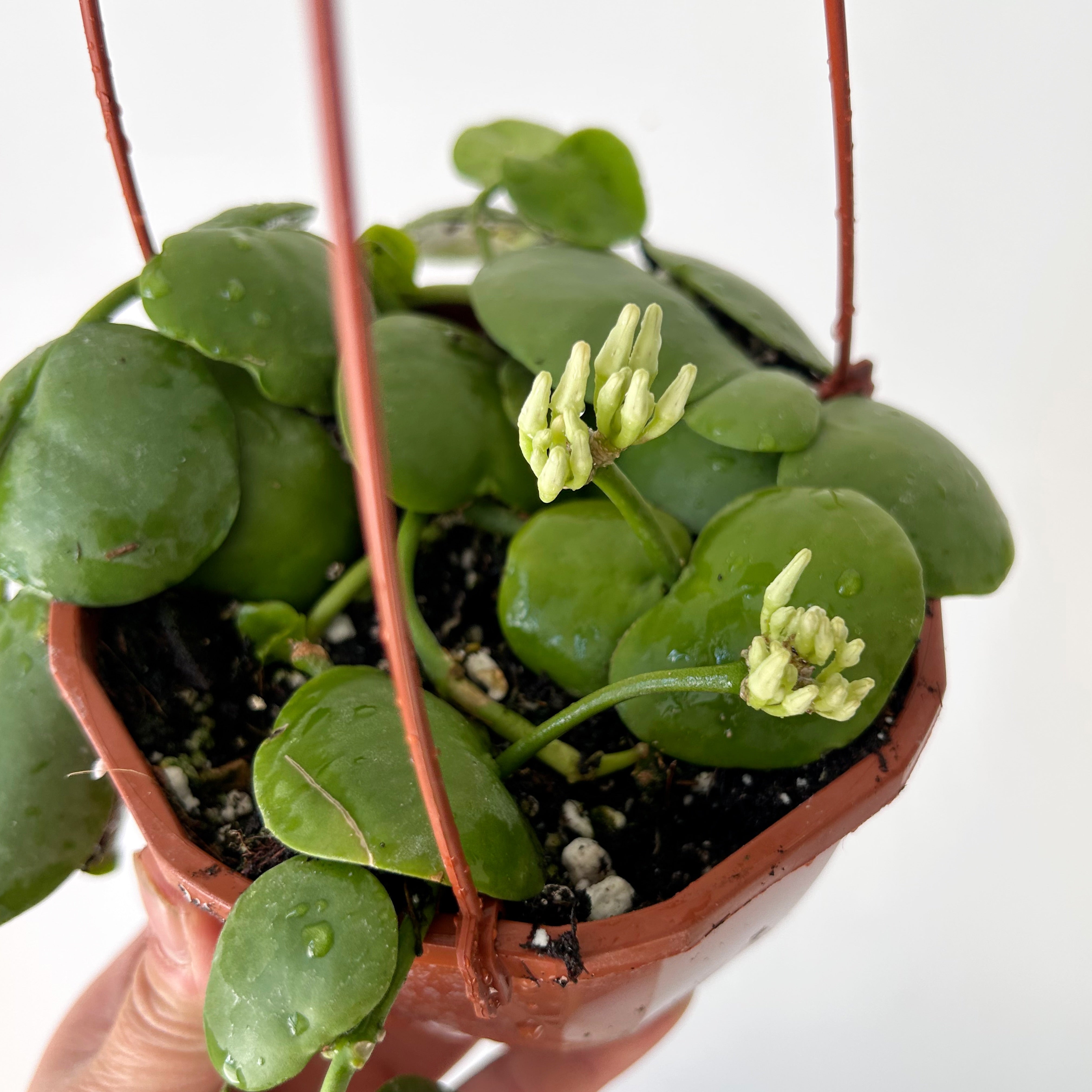 Dischidia platyphylla 4.5” hanging basket
