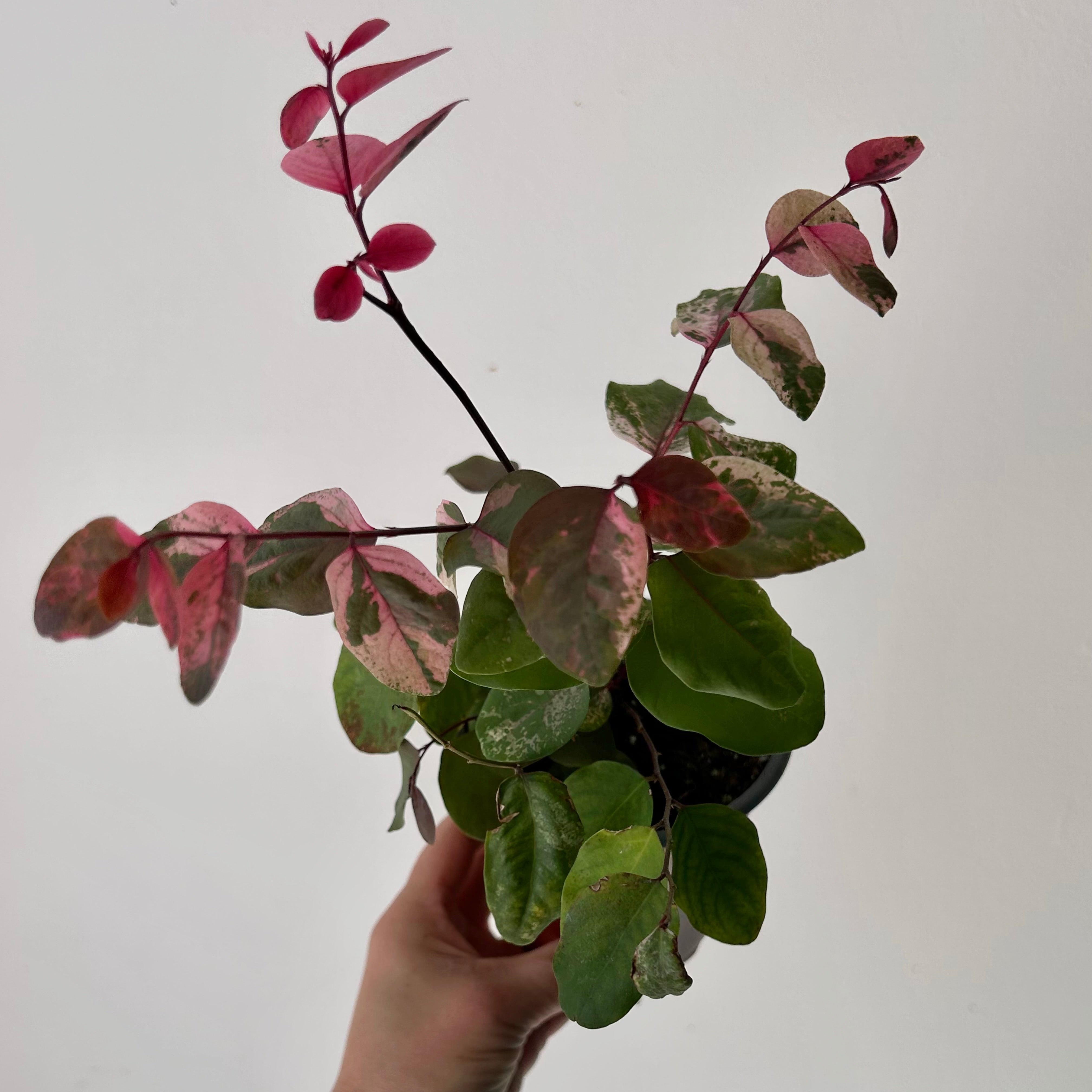 Breynia disticha Snowbush “Rosea Picta” 4” pot