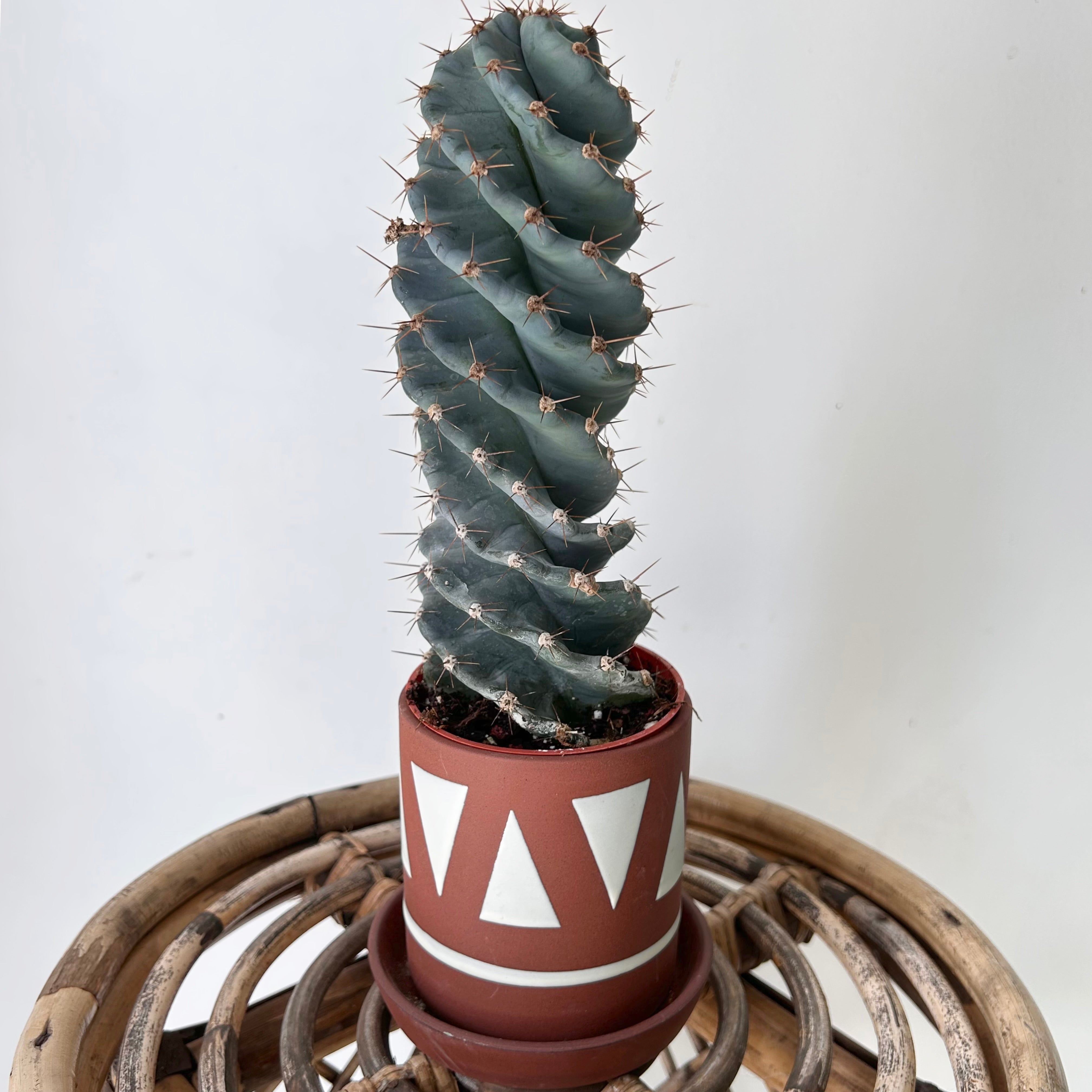 TAJIN Decorative Planter with saucer  (3.25”x3.75”)