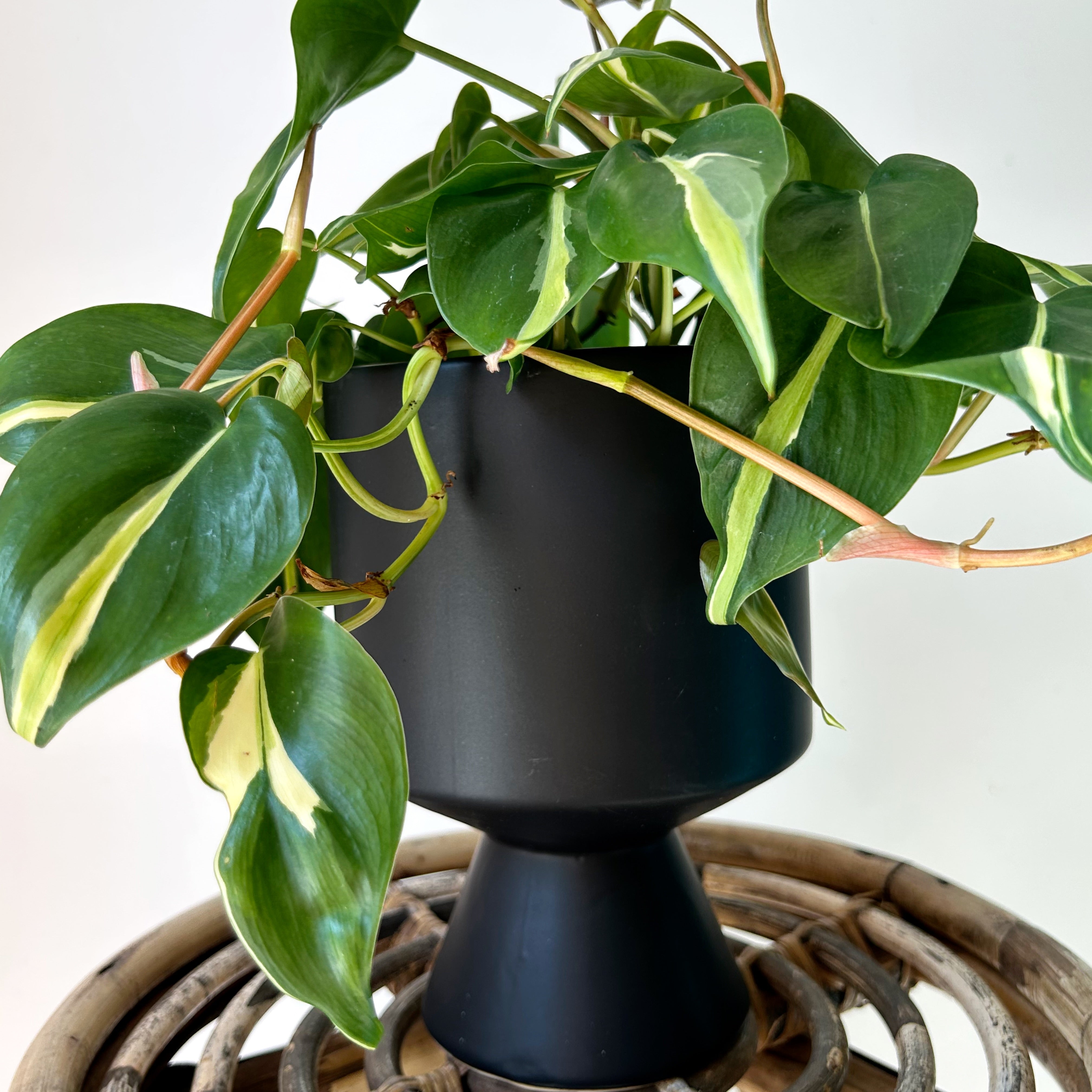DEVILLE Minimalist Elevated Pot MATTE BLACK (5”x8”)