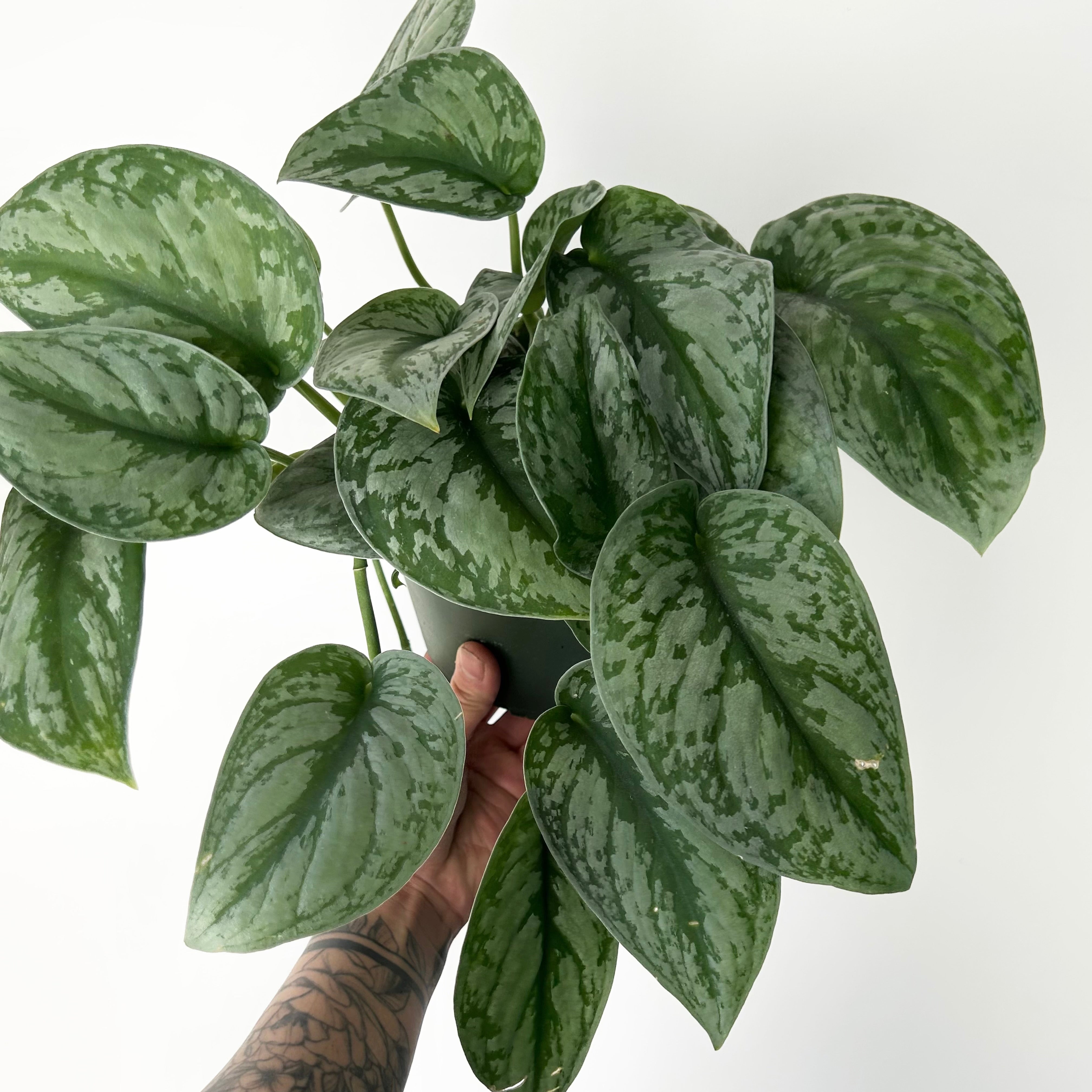 Scindapsus Exotica 6” pot