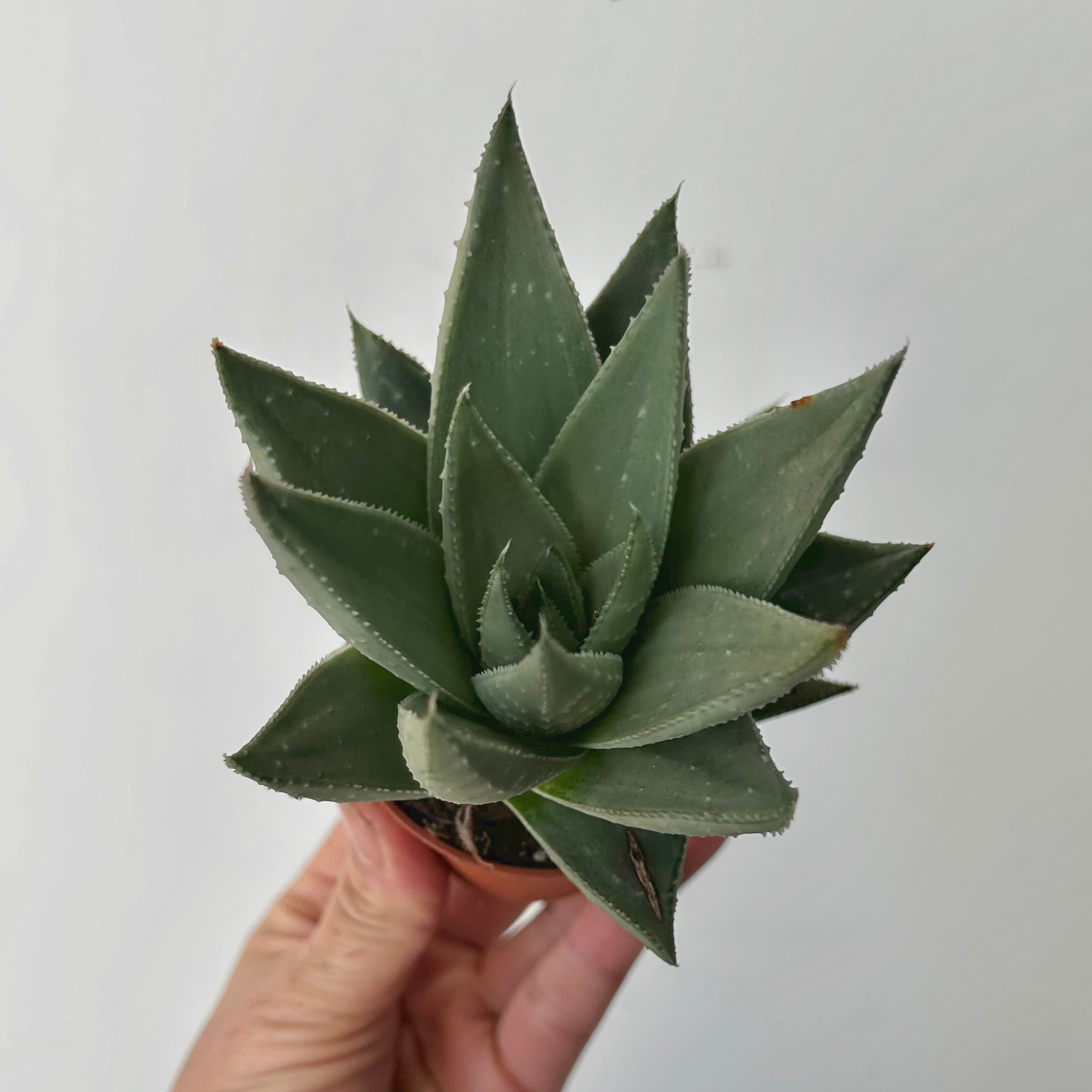 Gasteraloe “Kabela” Aloe x Gasteria)
