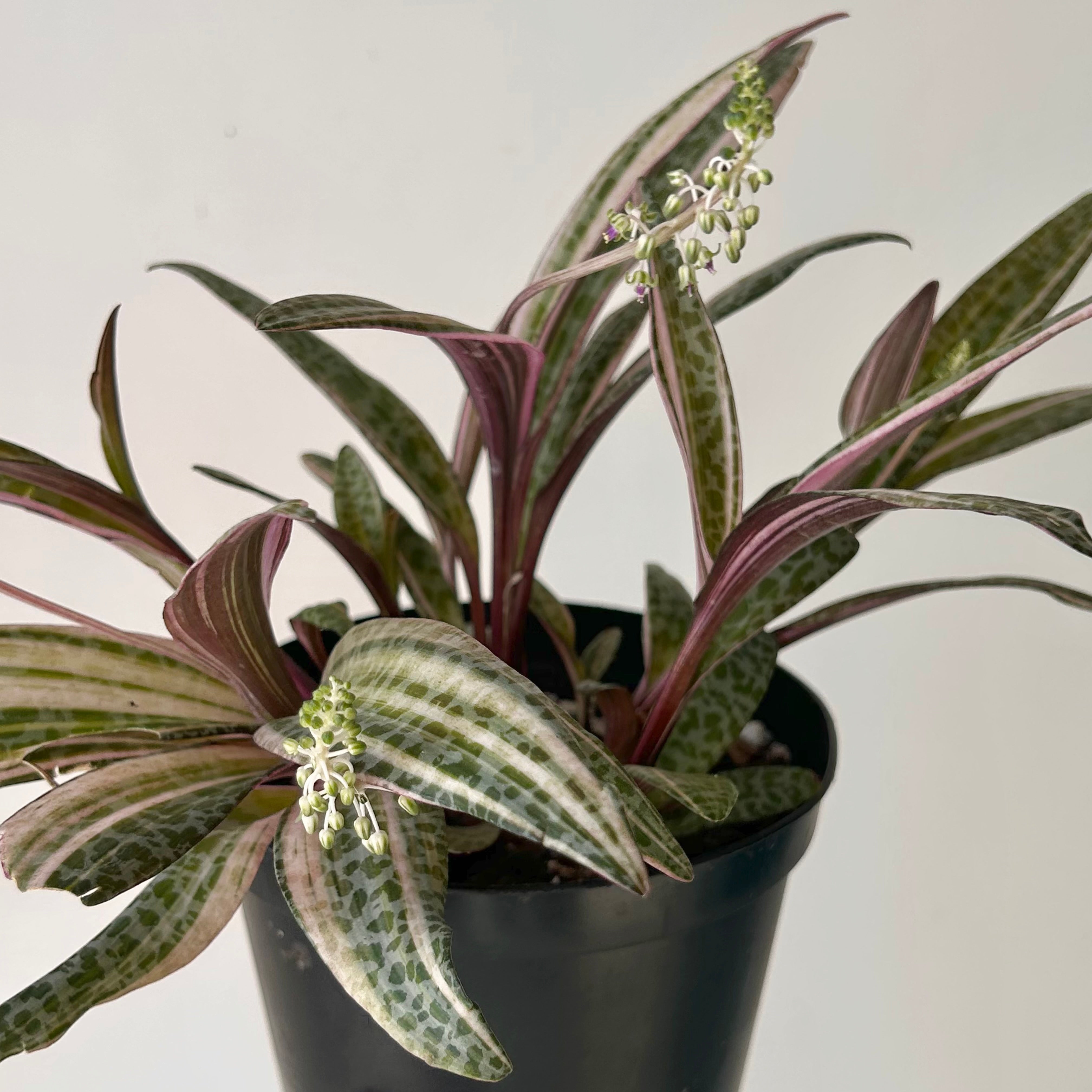 Pink Squill “Juda” 6”pot (Ledebouria socialis variegata)