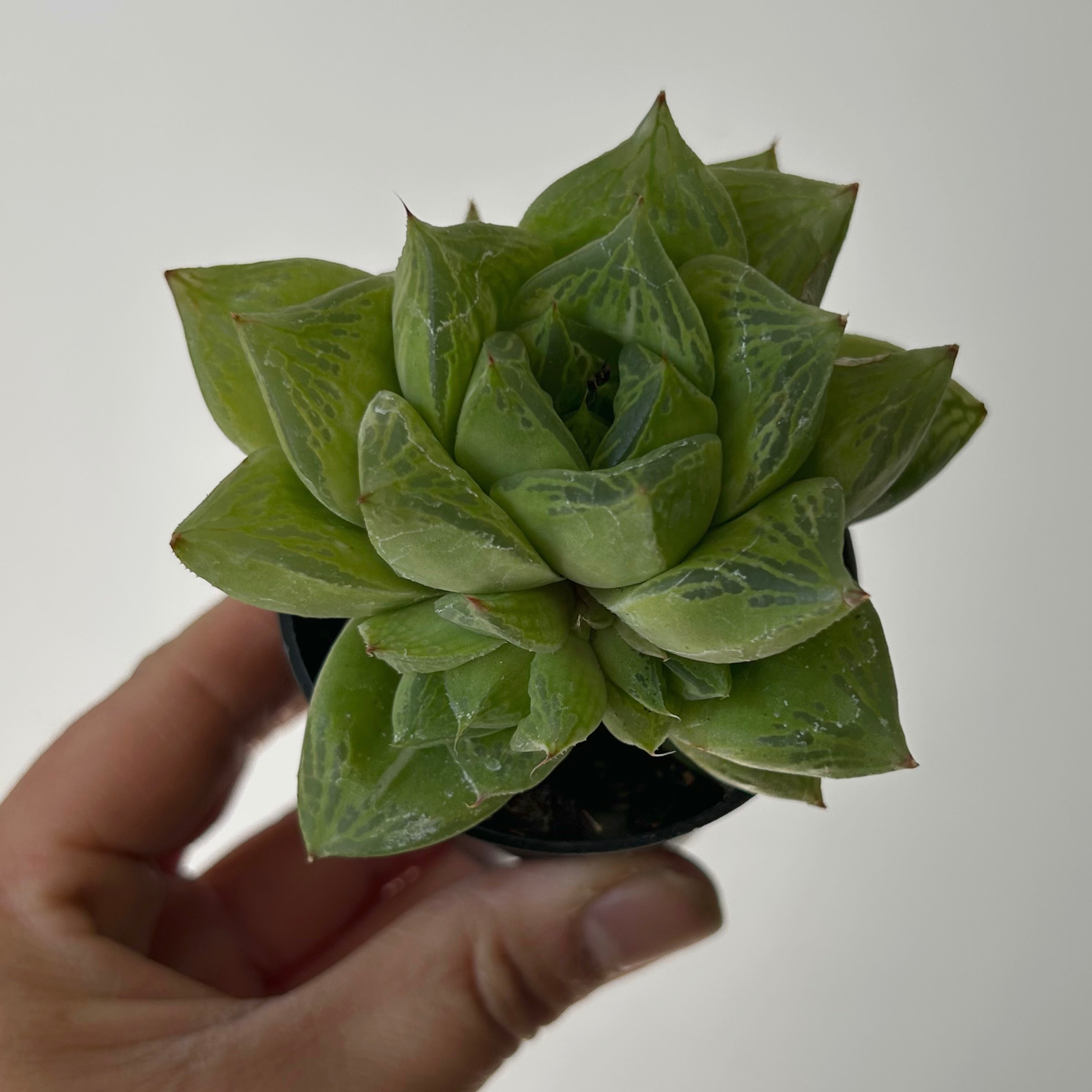 Haworthia cuspidata 2.5” pot