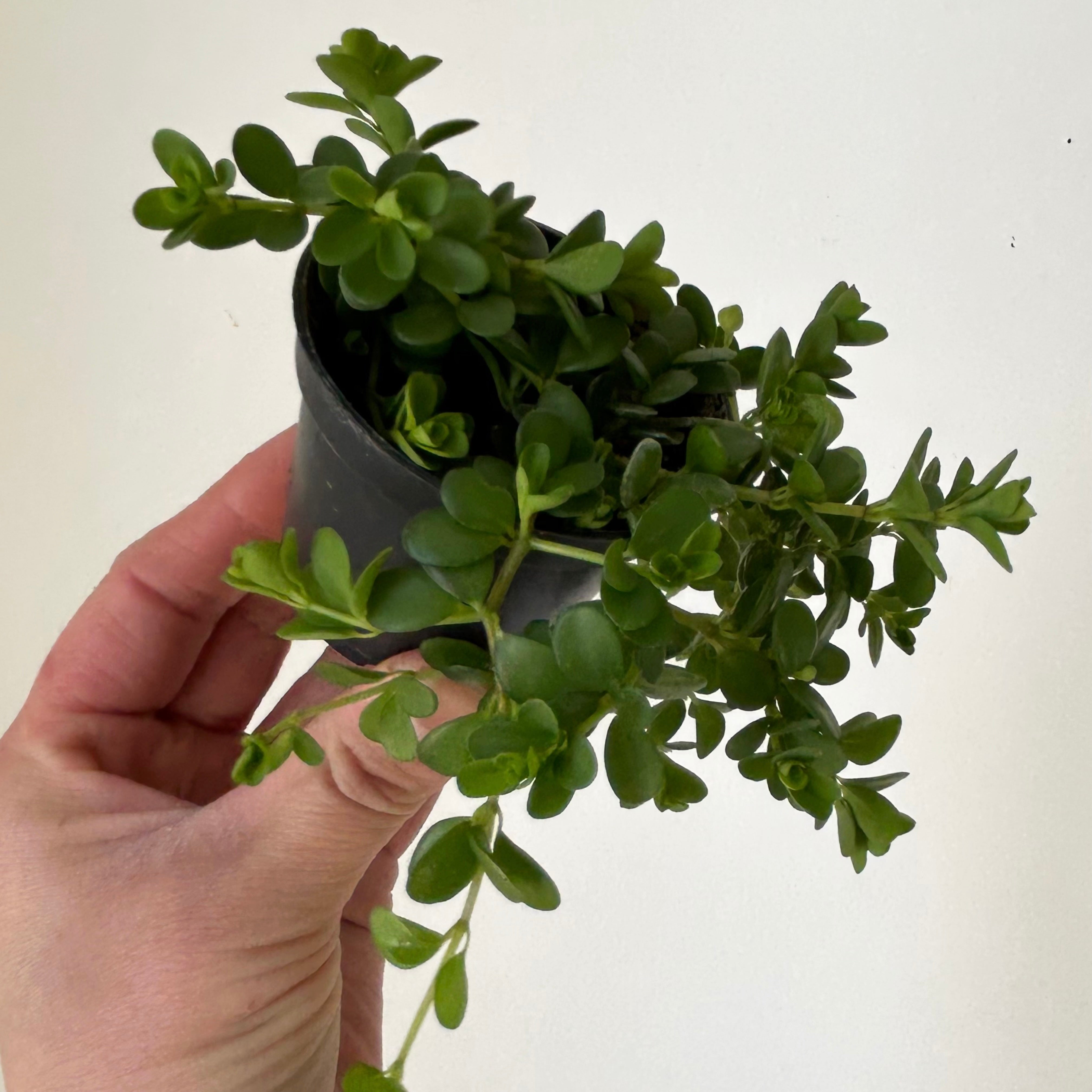 Peperomia deppeana"Rondo Romana” 2.5” pot