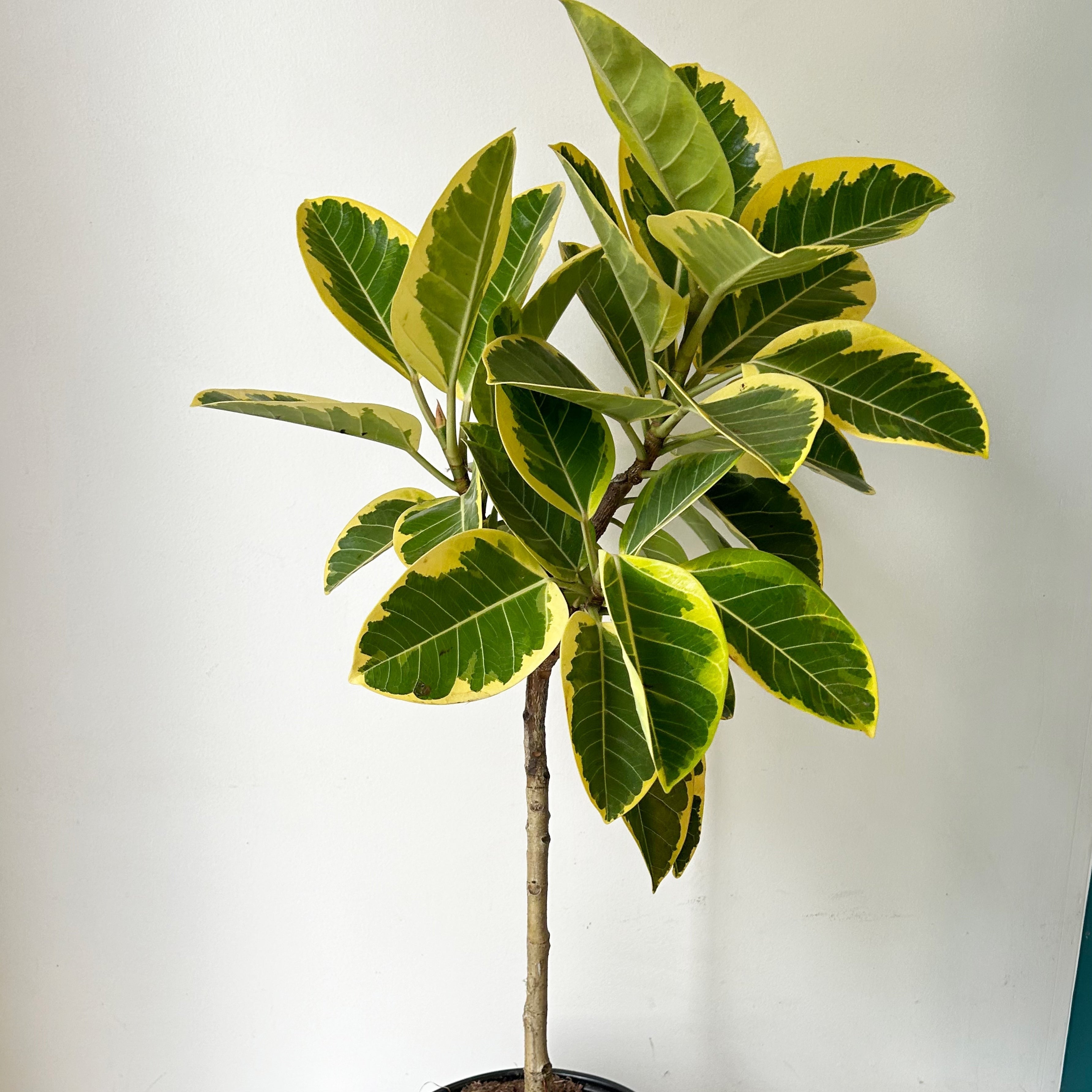 Ficus Altissima  approximately 4ft tall in 10” pot