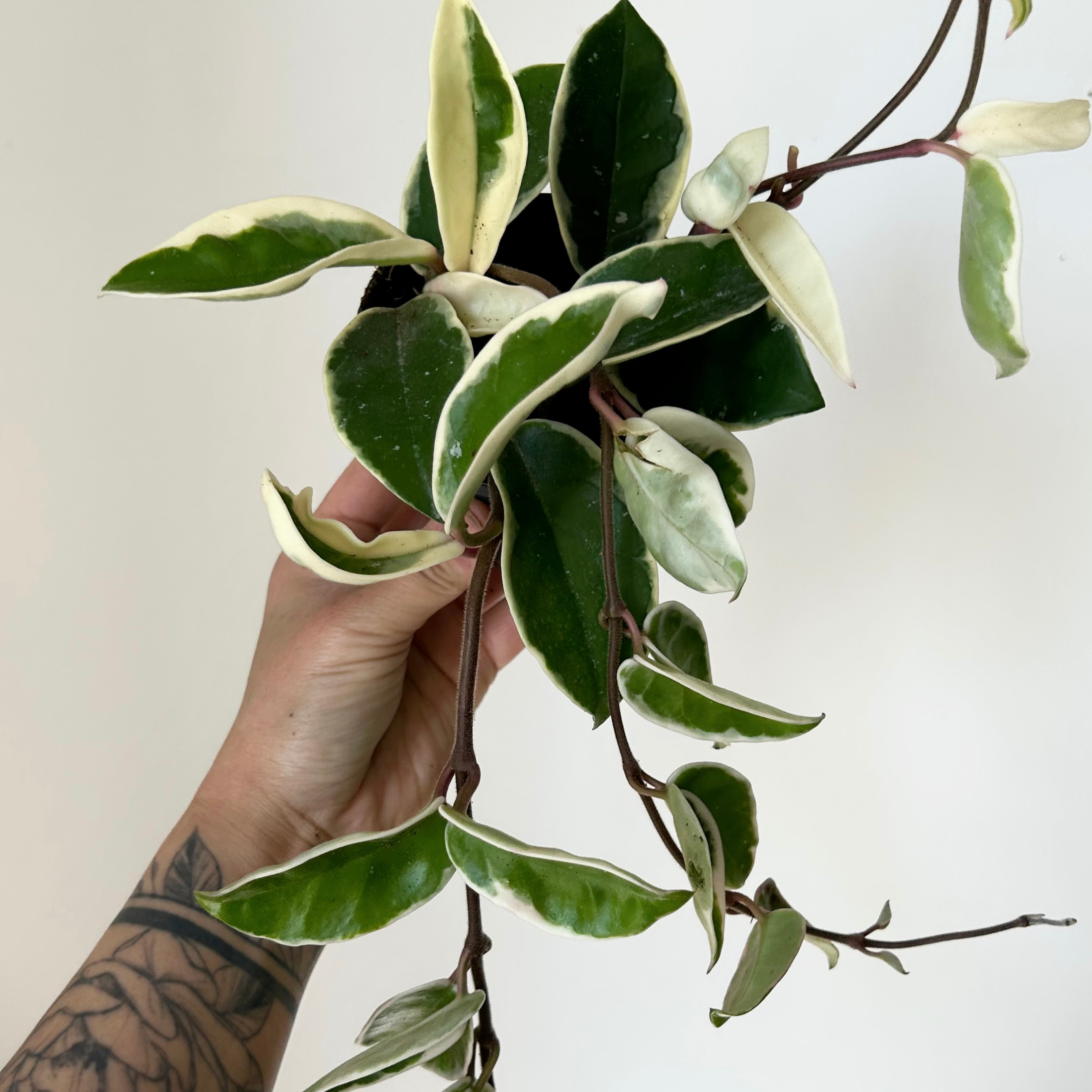 Hoya carnosa "Krimson Queen” 3.5”pot