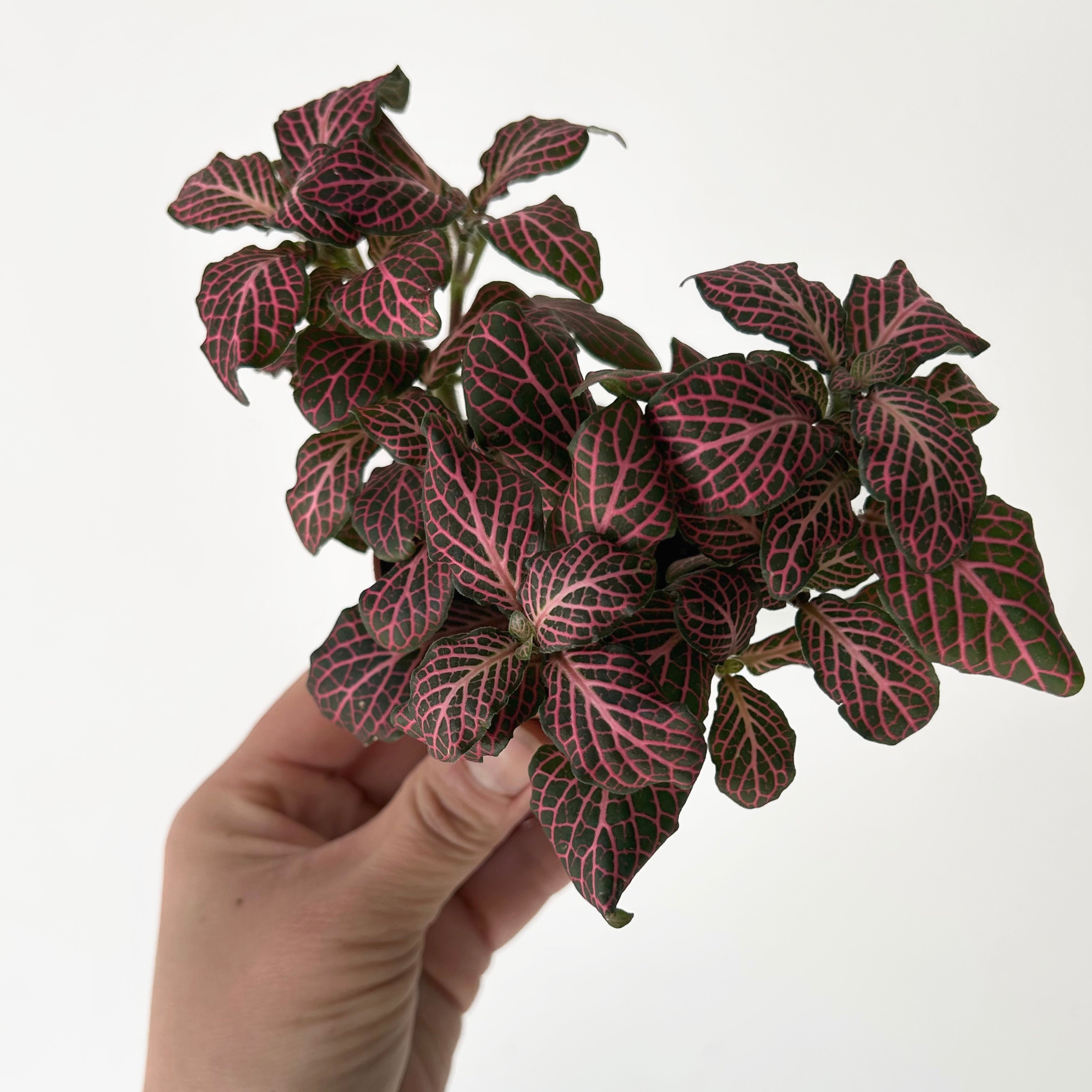Pink Nerve Plant (Fittonia) 3”pot