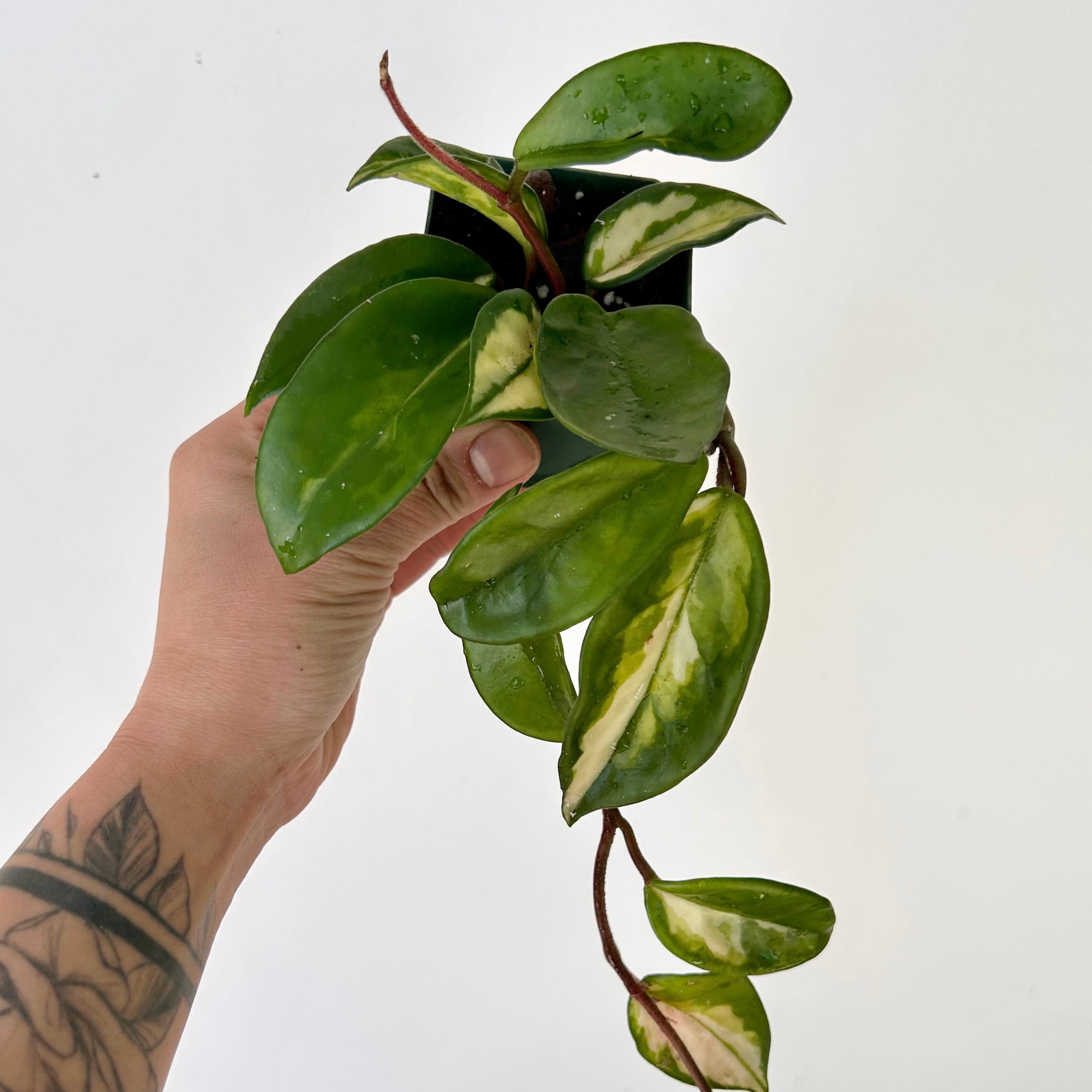 Hoya Tricolour “Krimson Princess” 3”pot