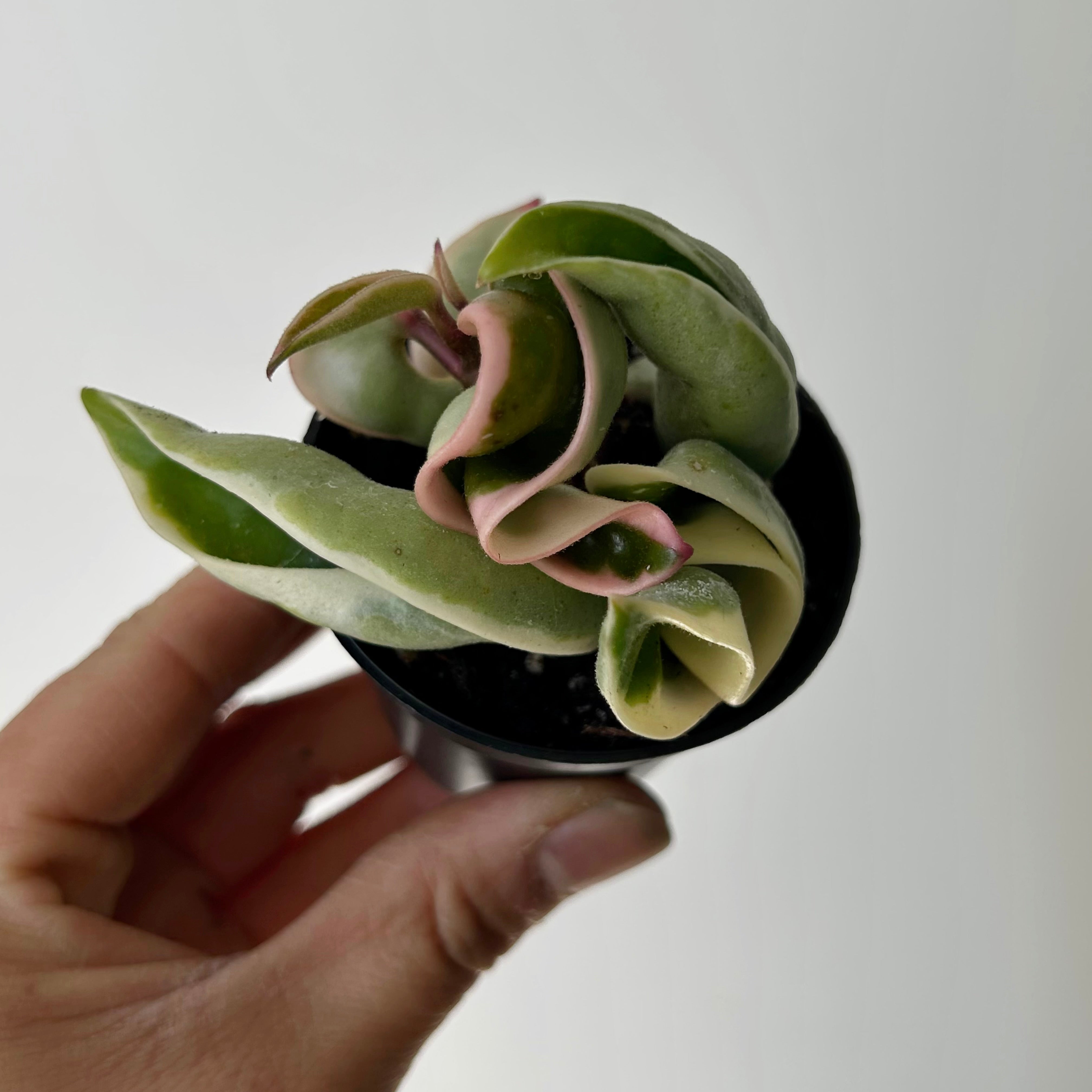 Variegated Rope Hoya (Carnosa compacta) 2.5” pot