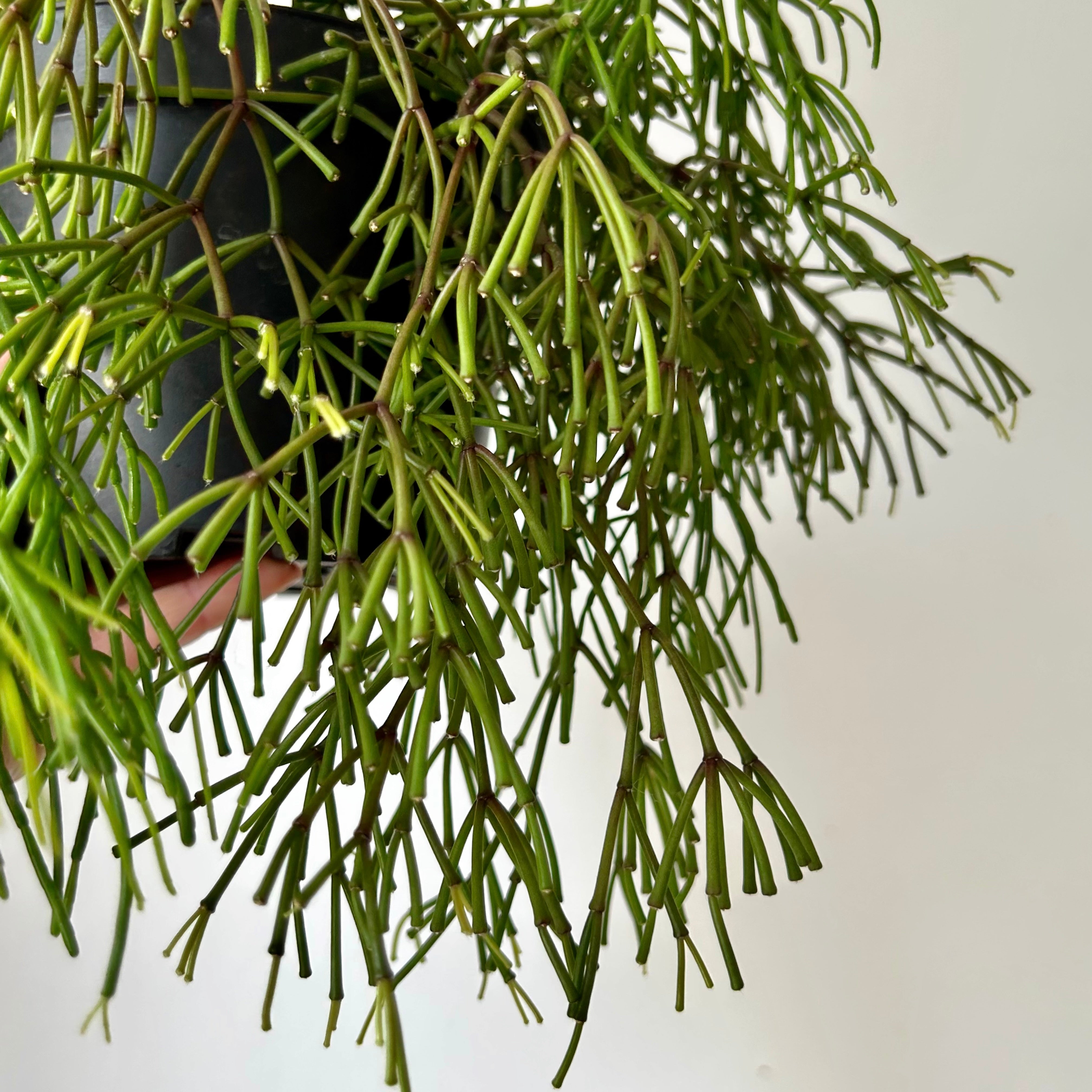 Rhipsalis clavata 6” hanging basket
