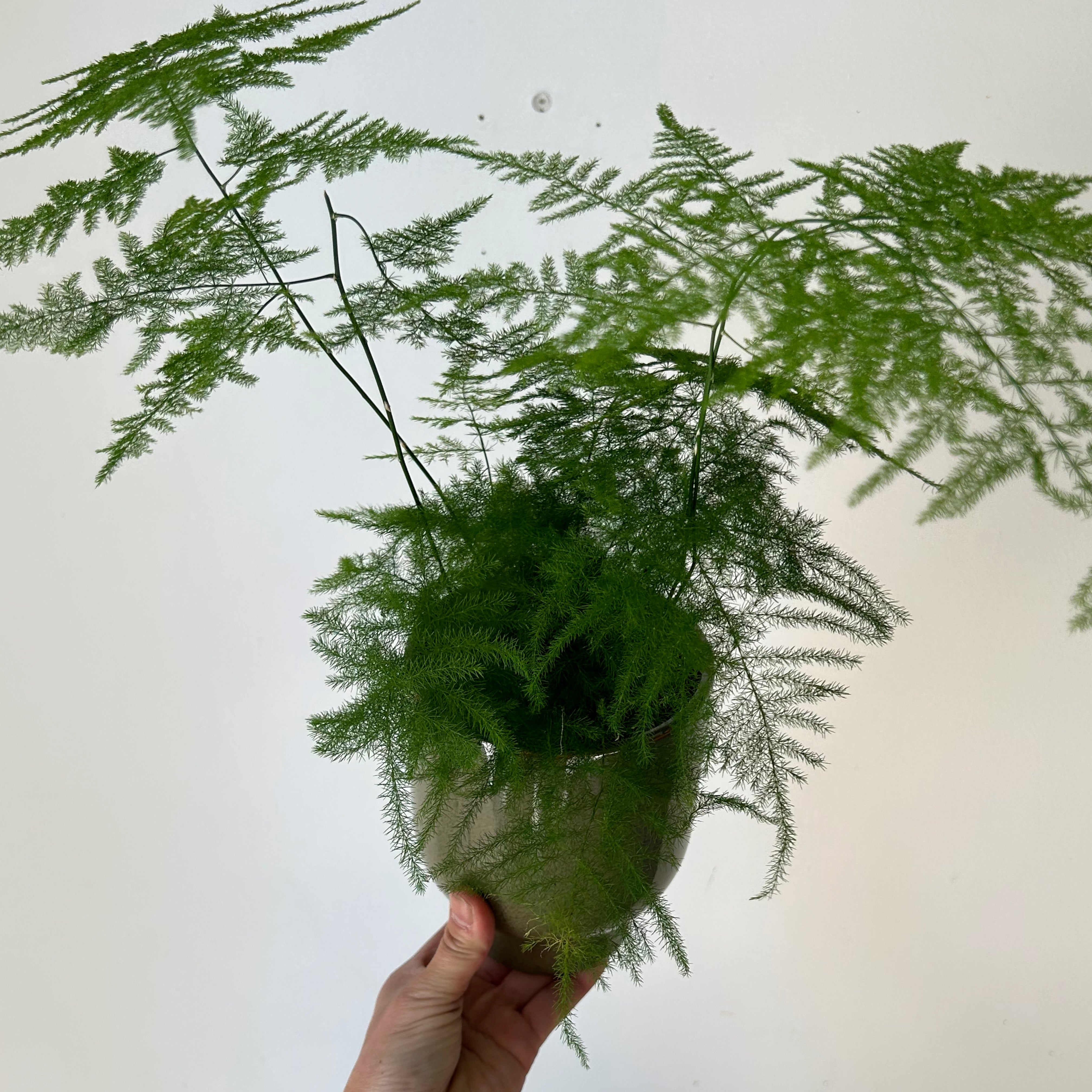 Common Asparagus Fern Plumosa 3.5" Pot