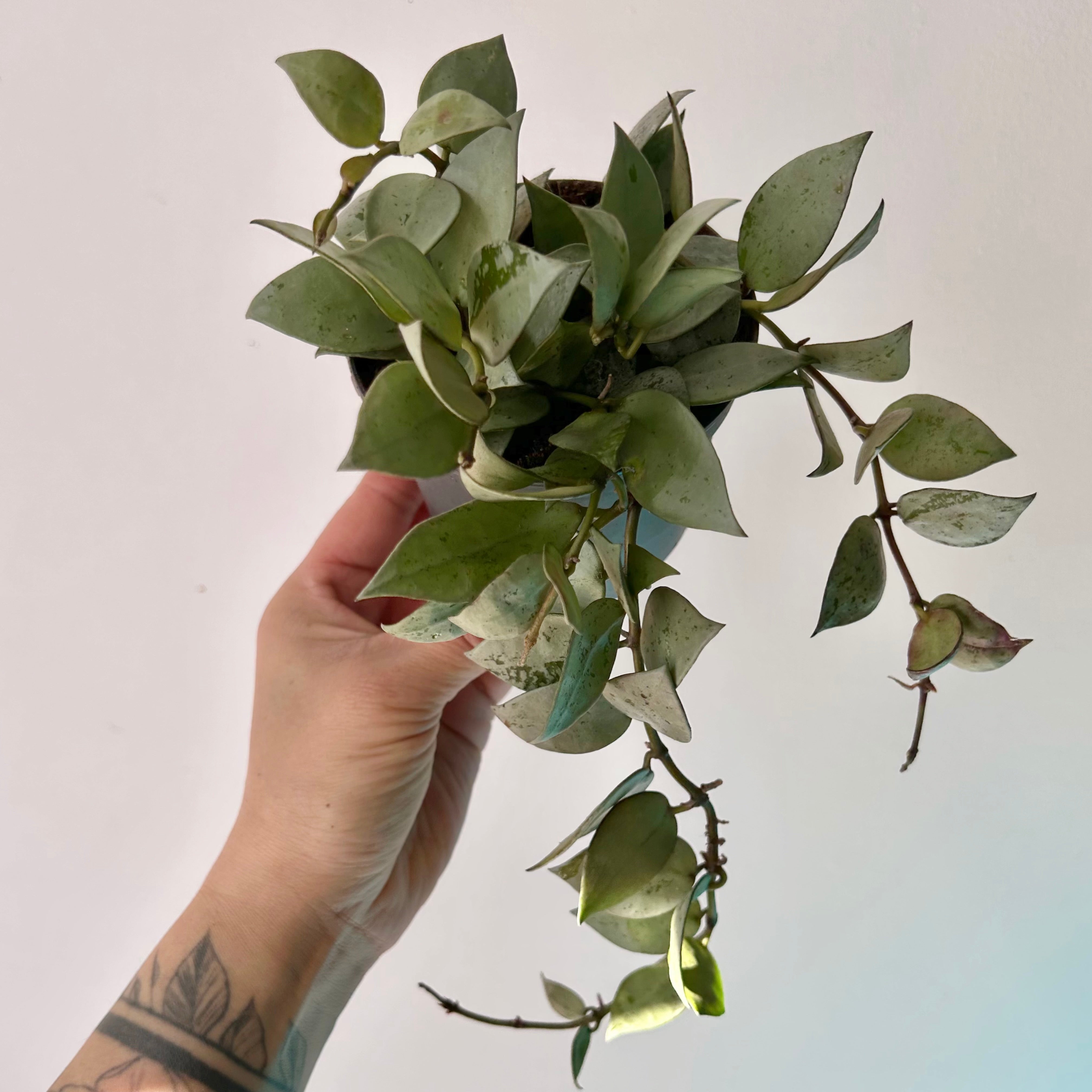 Hoya lacunosa “silver” 3.5”pot