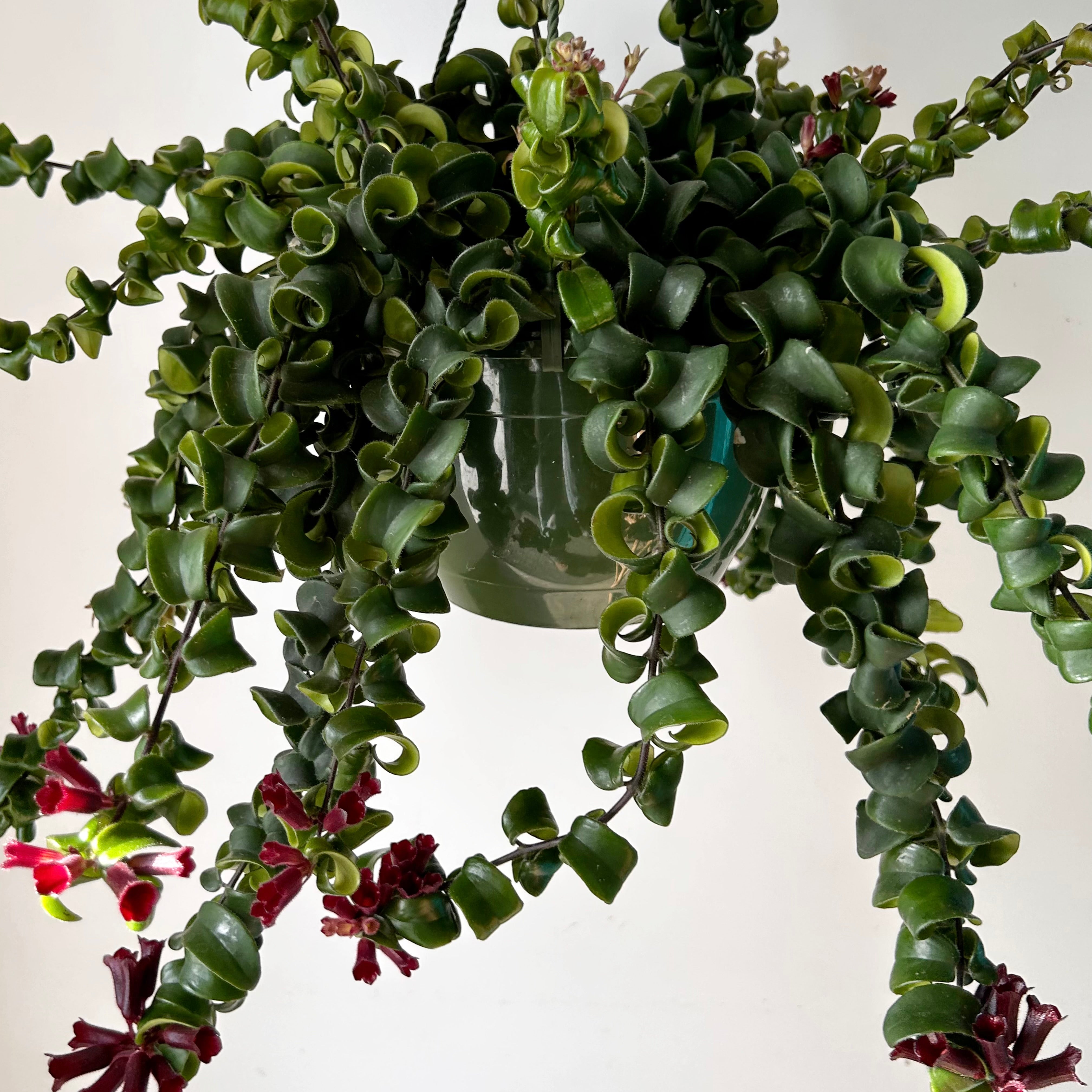 Rasta Lipstick Plant (Aeschynanthus radicans) 8” hanging pot
