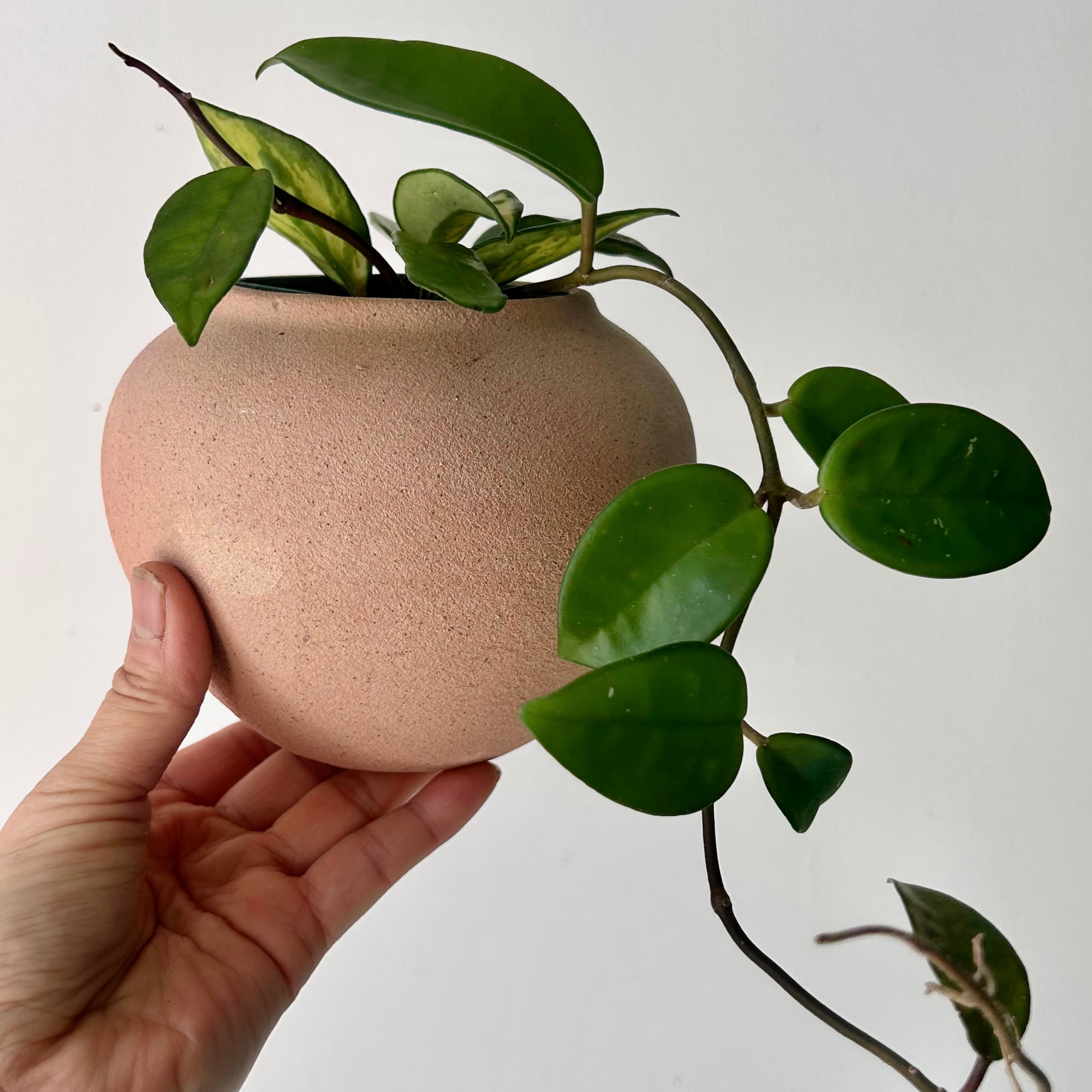 KASTANOS Decorative Pot (3”x4”)