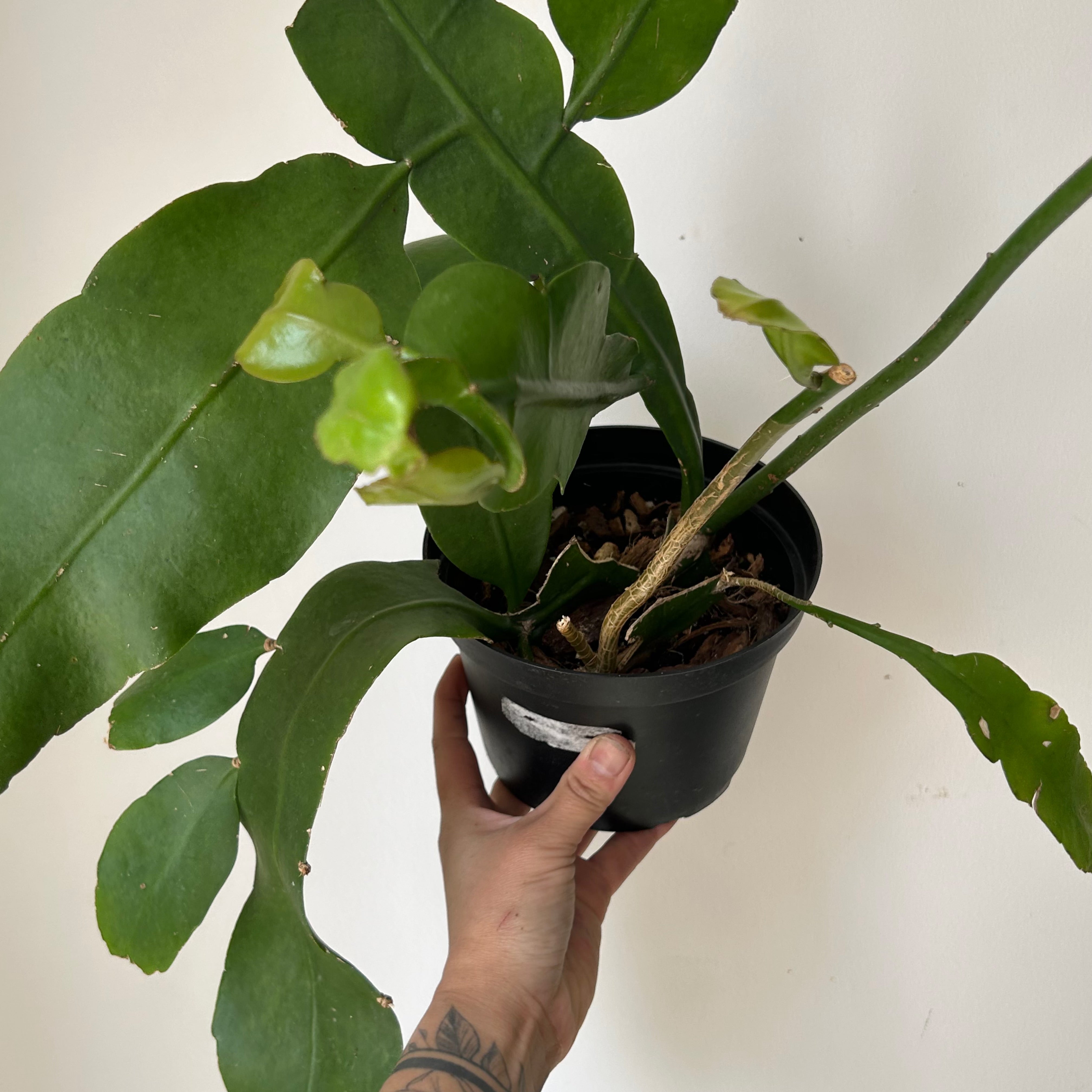 Queen-of-the-Night Jungle Cactus(Epiphyllum Oxypetalum) 6”pot