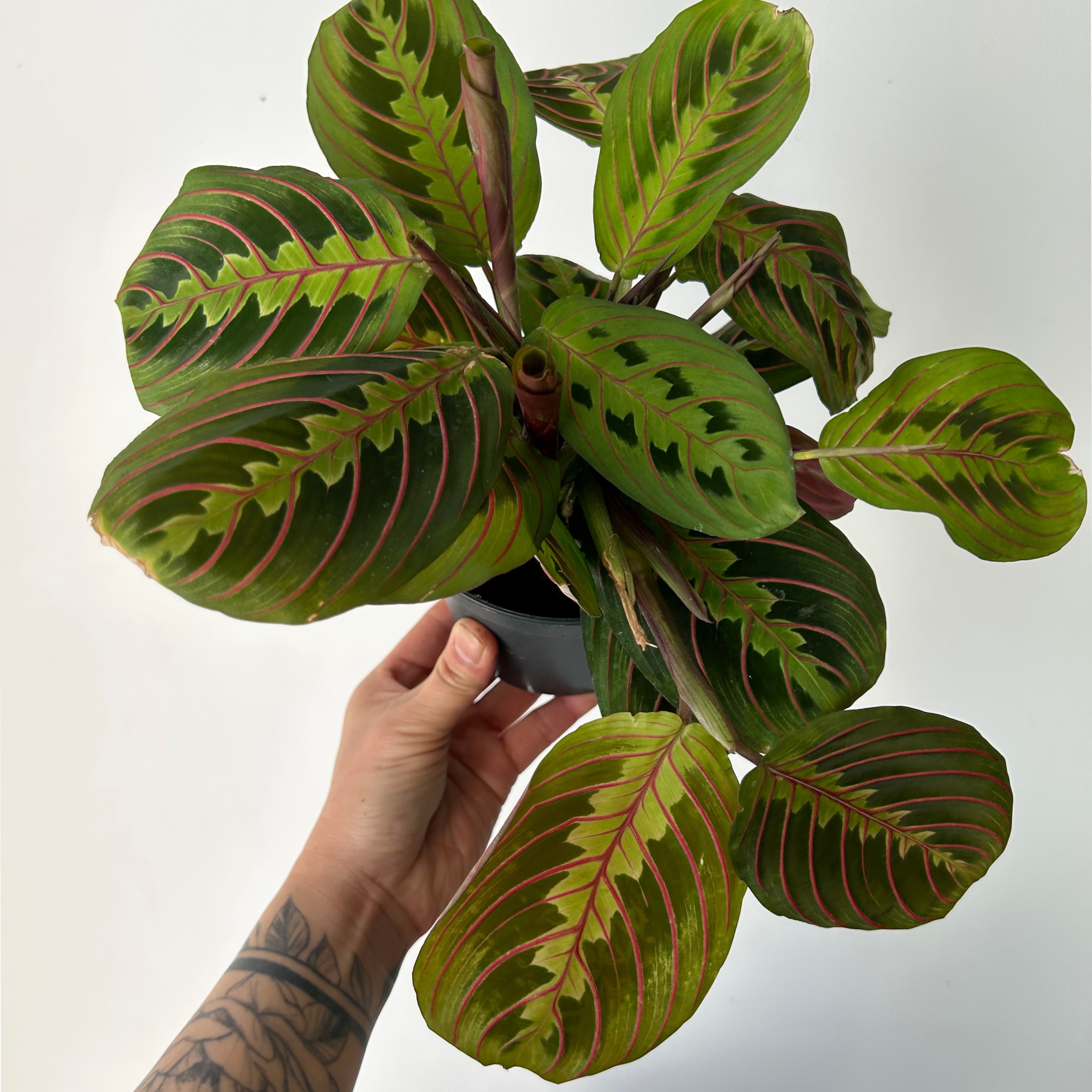 Red Prayer Plant (Maranta) 5” pot