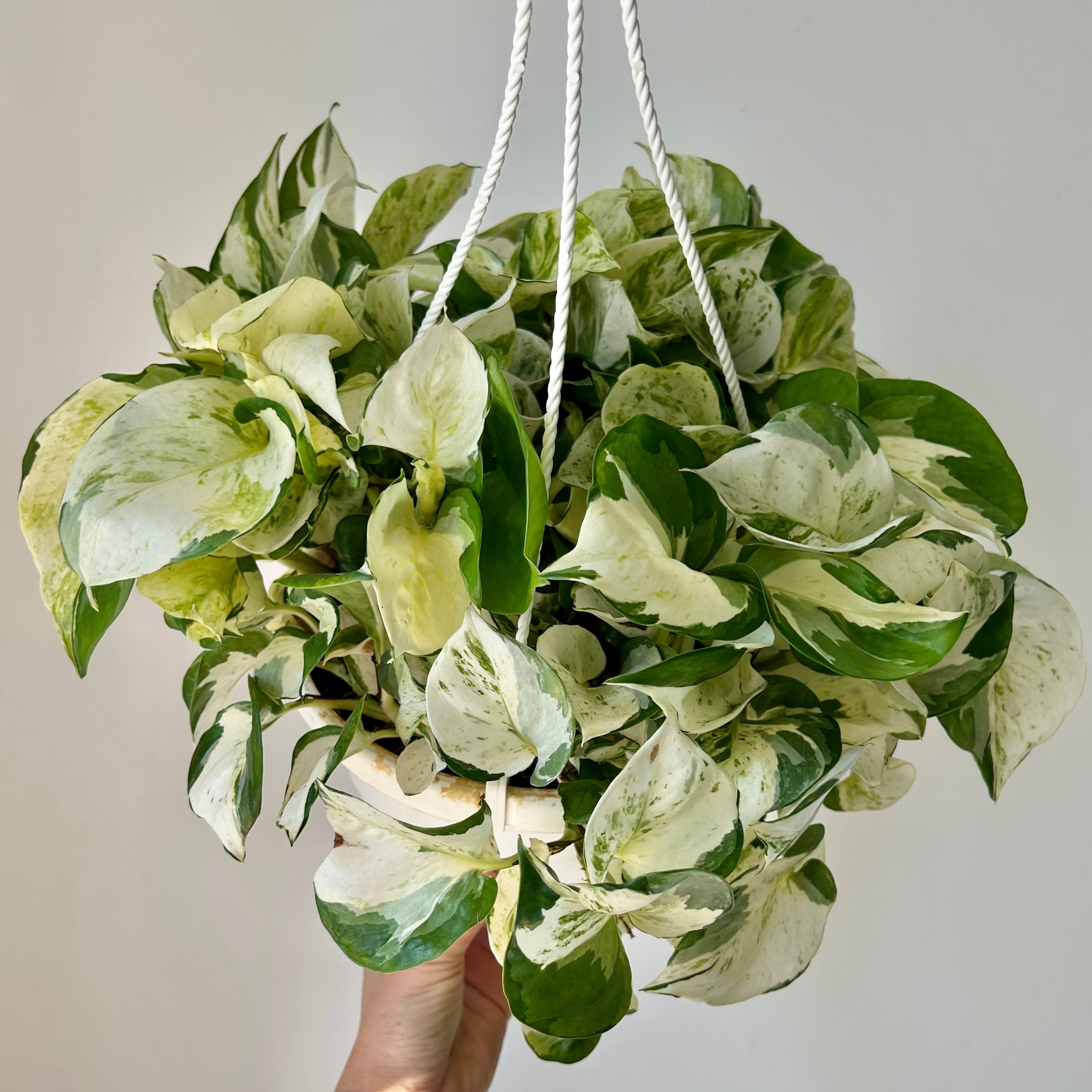 Manjula Pothos 8” hanging basket