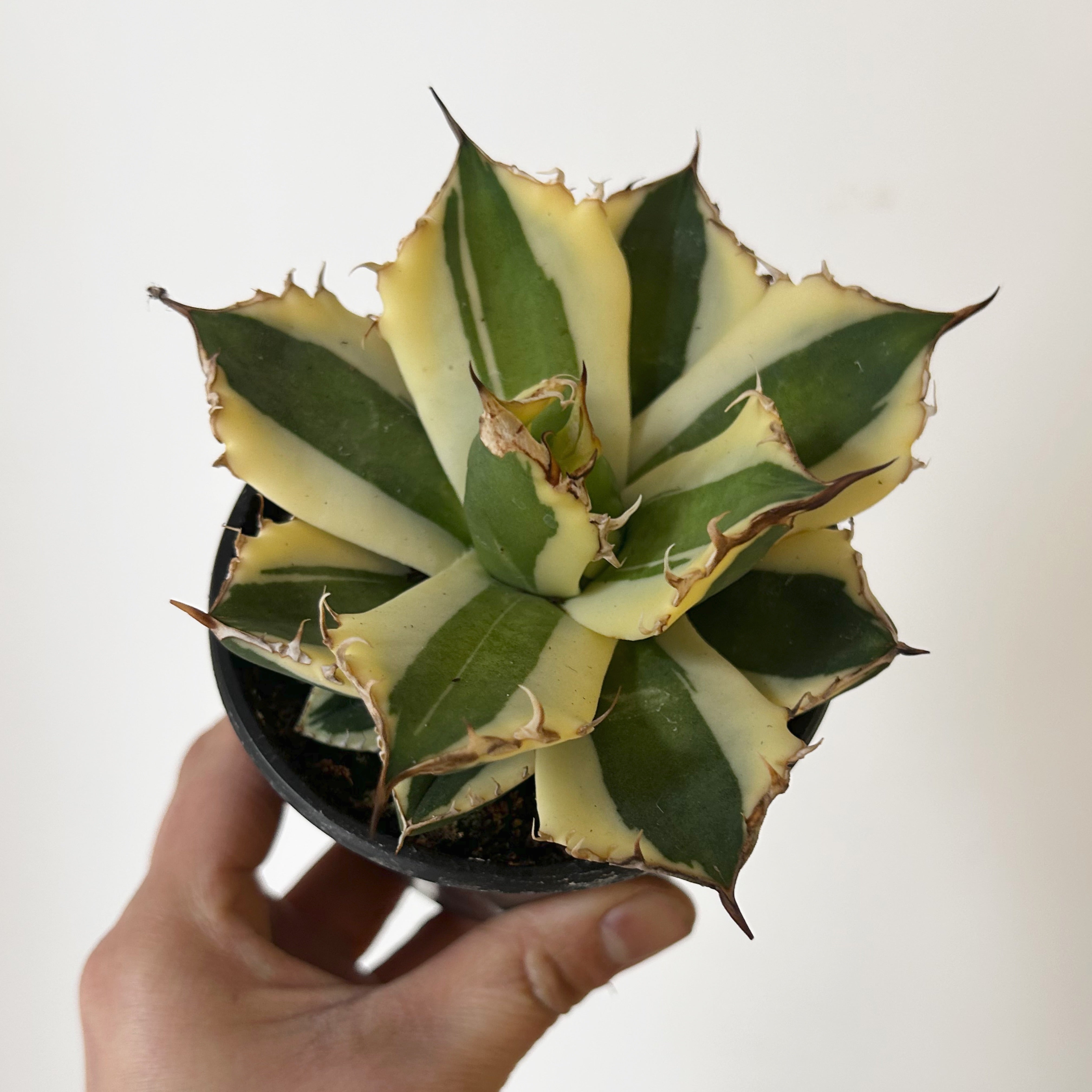 Agave titanota 'Snaggle Tooth' 3.5” pot