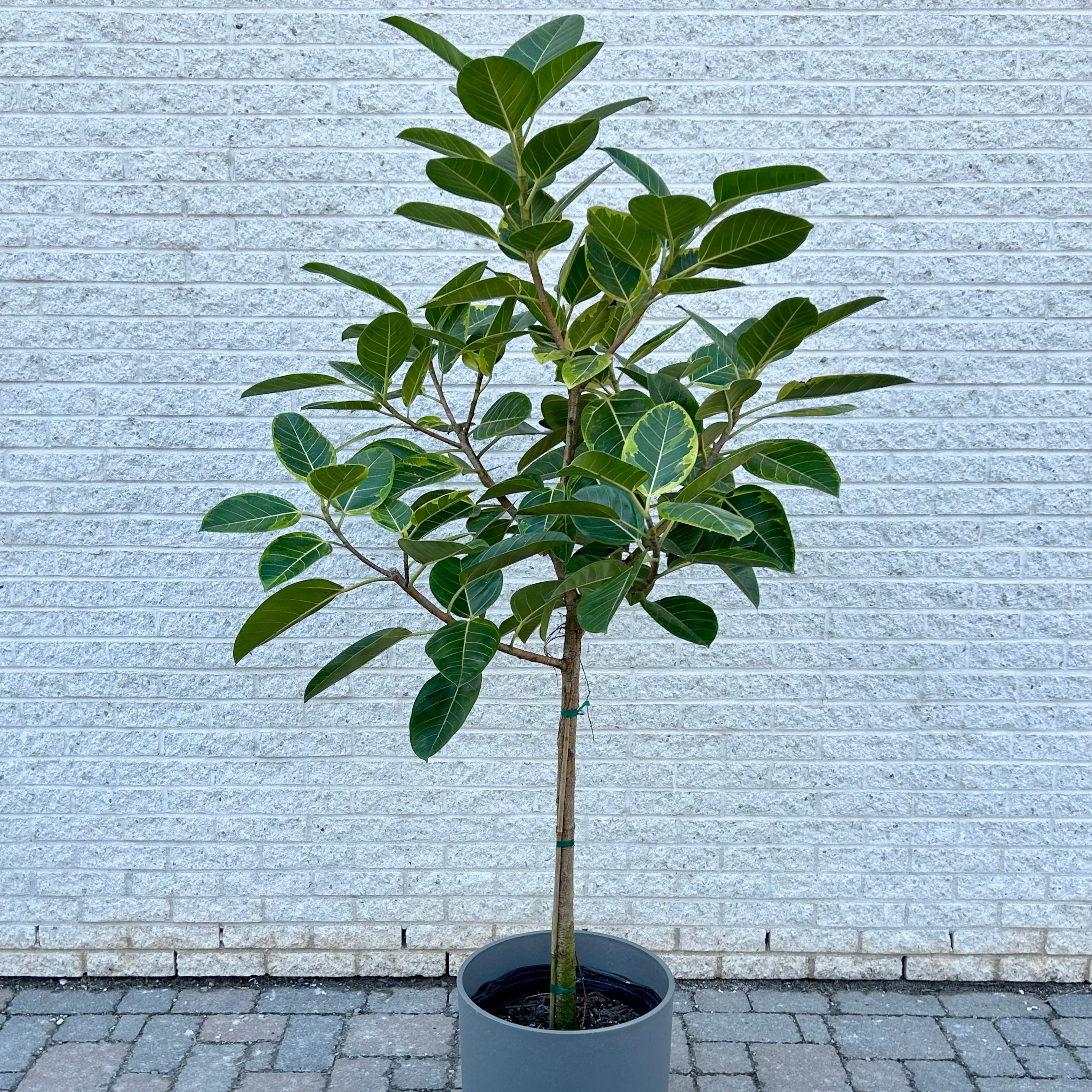 Ficus Altissima  approximately 5ft tall 14” pot